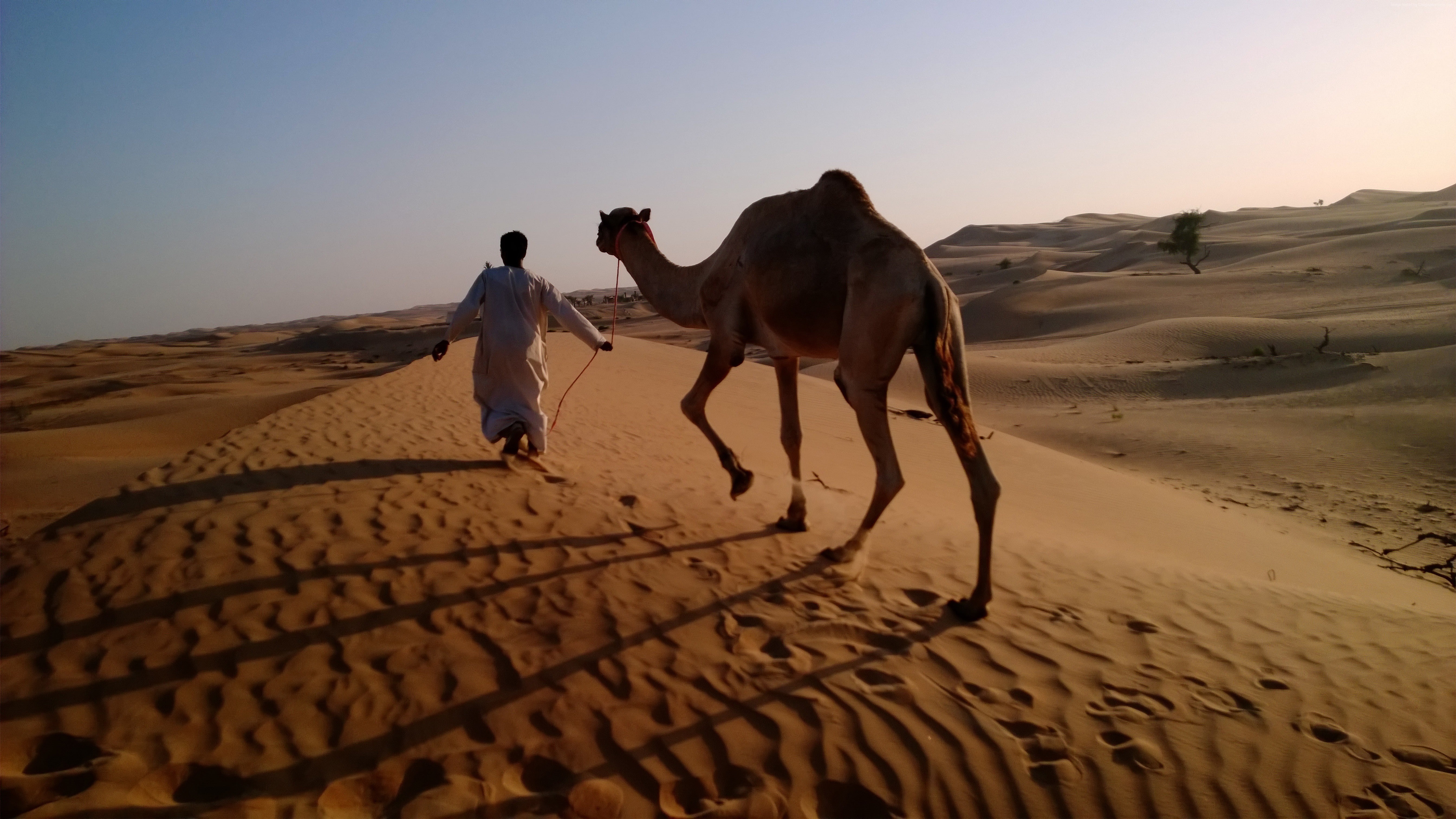 Abu Dhabi tourism, camel in desert, Nokia Lumia test, 5K, arabian caravan, Arabian Nights Village, HD Wallpaper