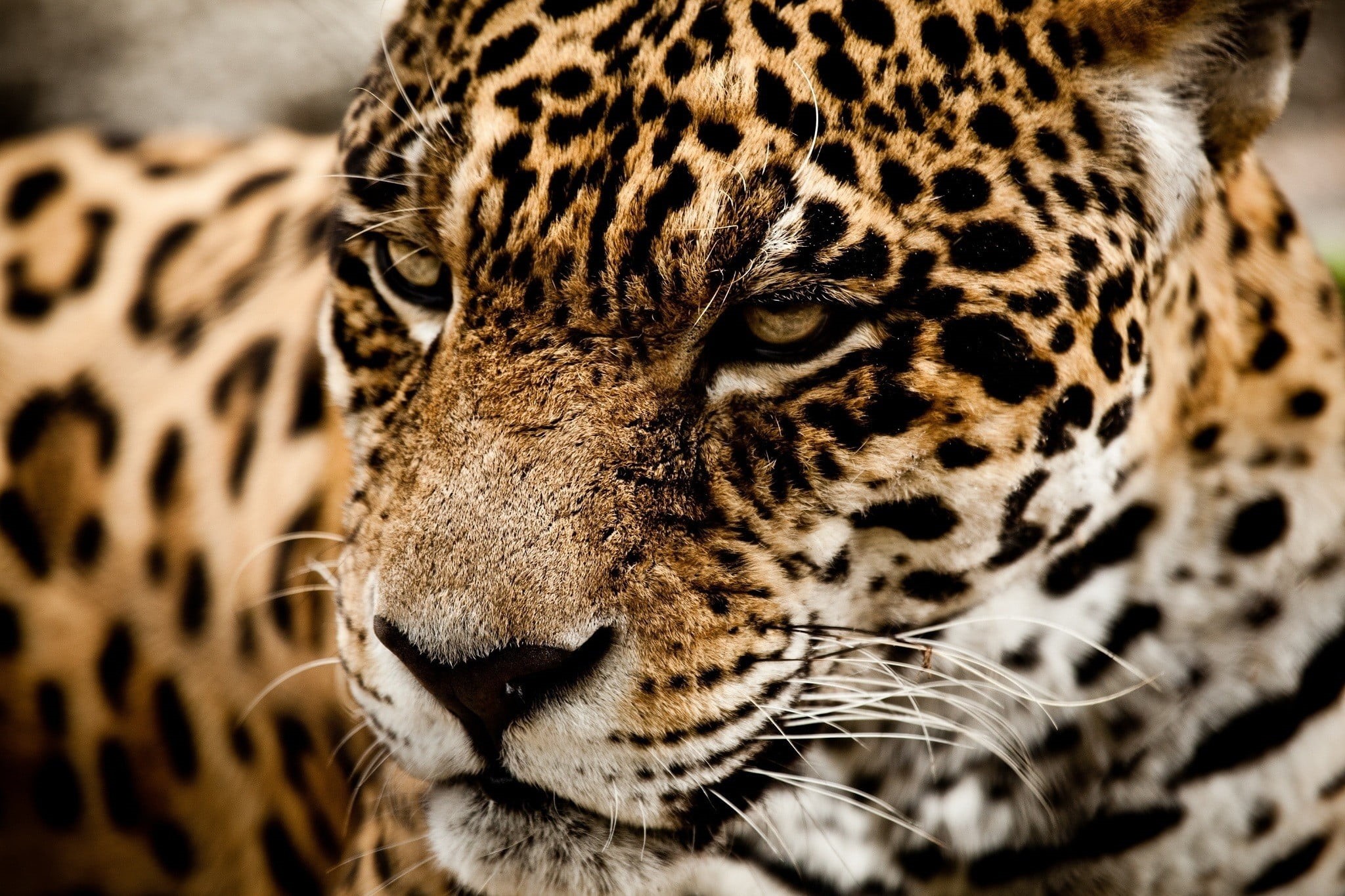 black, whisker, animal wildlife, animal markings, jaguars, cat, carnivora, brown, closeup, close-up, feline, undomesticated cat, leopard, big cat, print, HD Wallpaper
