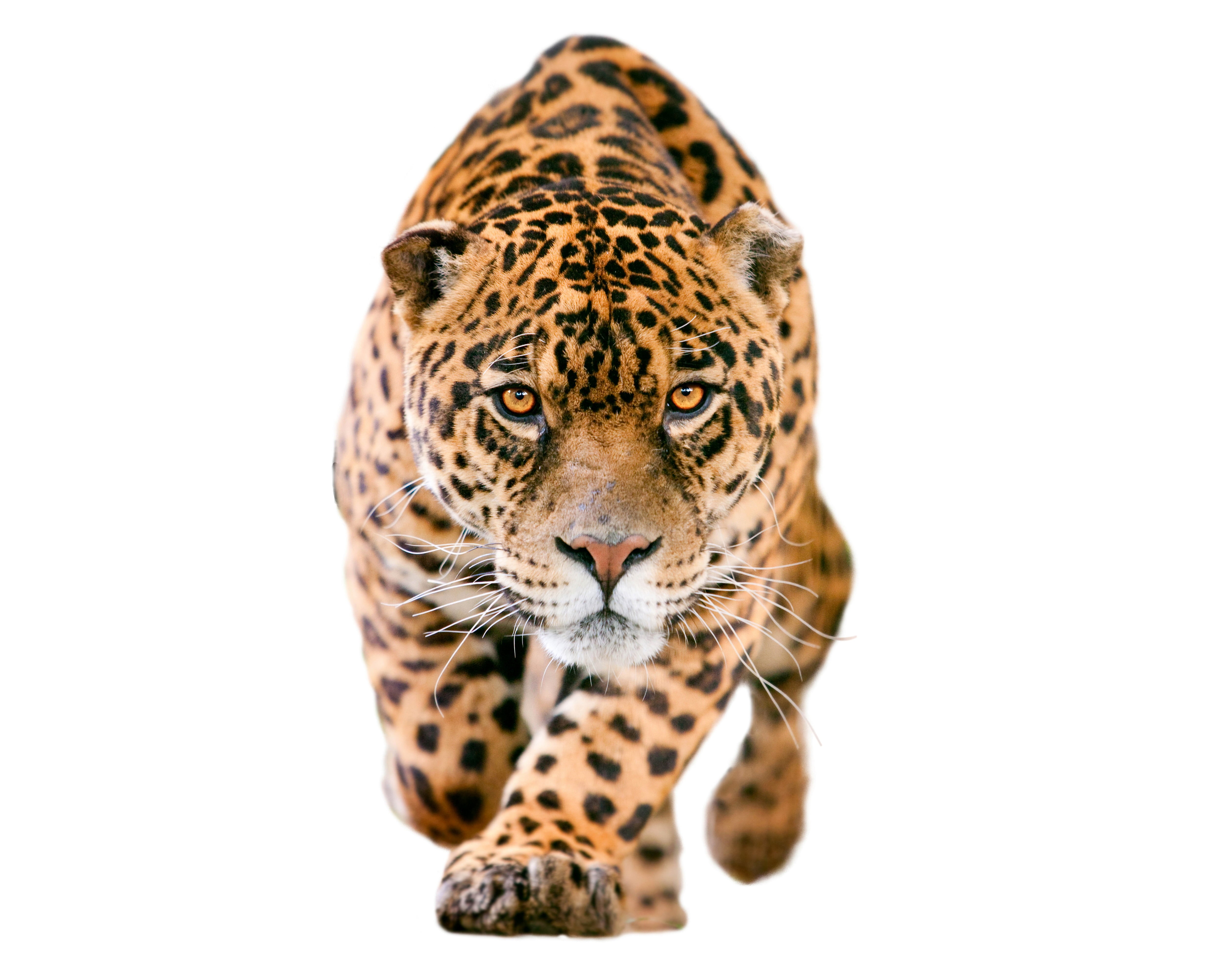 undomesticated cat, no people, predator, looking at camera, one animal, animal themes, cat, white background, vertebrate, animal wildlife, leopard, brown, HD Wallpaper