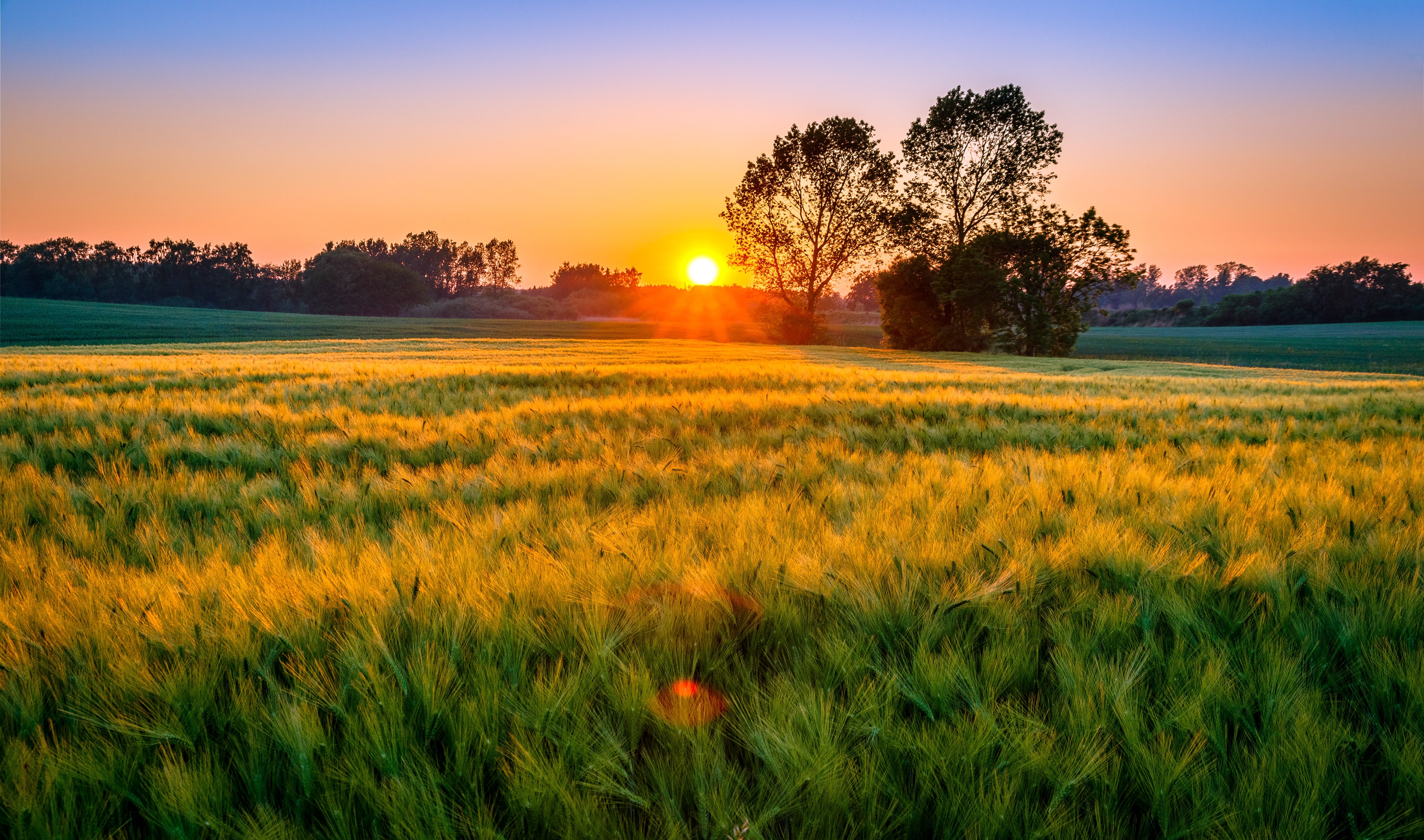 f/3.5, 5K, warm, DK, sunlight, Creative Commons, golden, sunst, Dänemark, sunset, glow, Gilleleje, beautiful, plane, rural Scene, straws, Zealand, evening, HD Wallpaper
