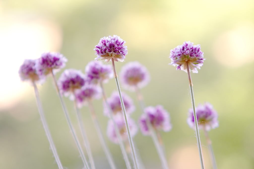 70mm, purple, photography, flower, meadow, 40D, USM, wide open, outdoors, summer, petaled, nature, shoot, plant, flowers, f/2, selective, aperture, 480P, HD Wallpaper