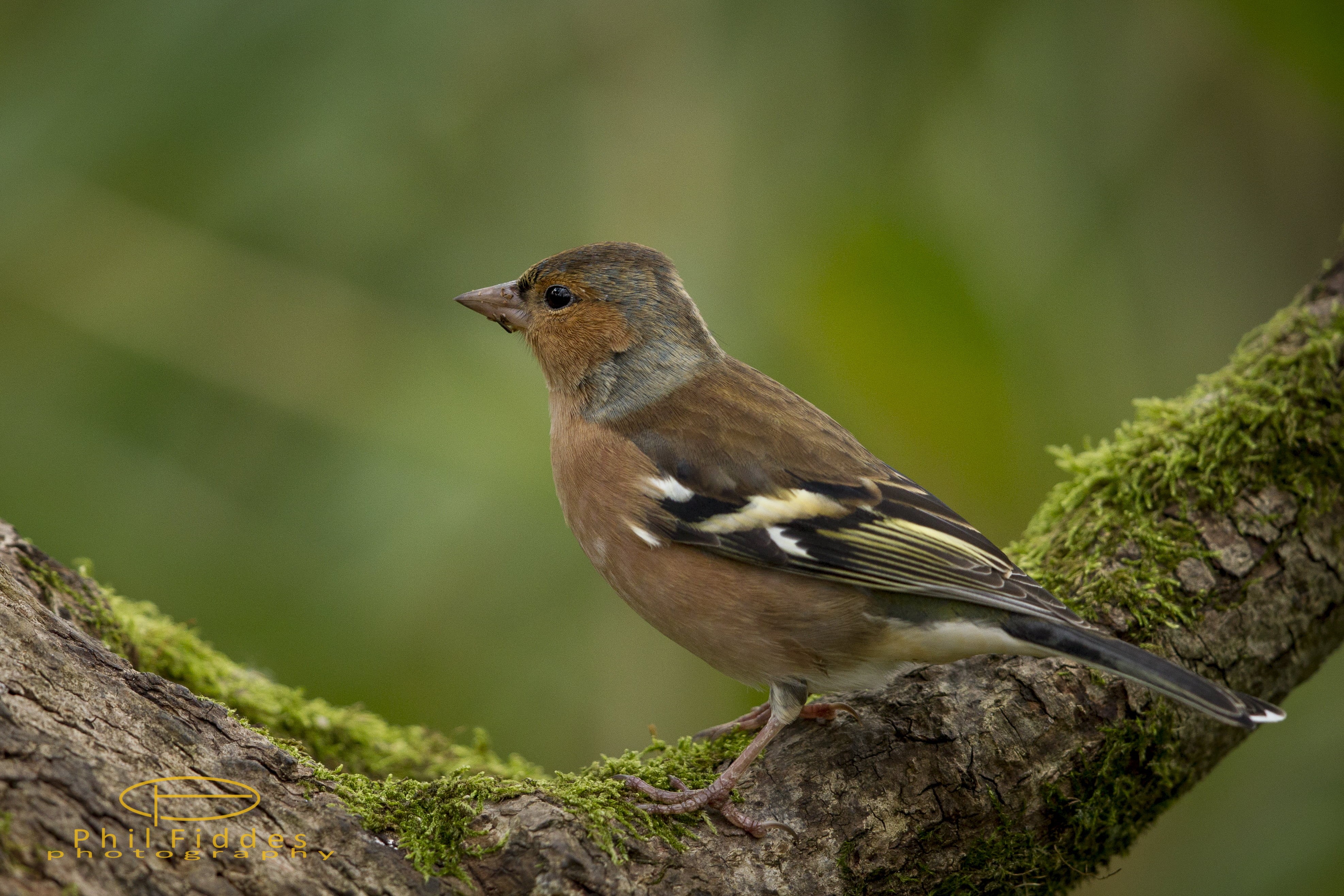 f/4, animal, beak, RSPB Leighton Moss, UK, Canon, EF, black bird, outdoors, Wildlife, Nature, brown, British Birds, Autumn, animals In The Wild, Chaffinch, HD Wallpaper