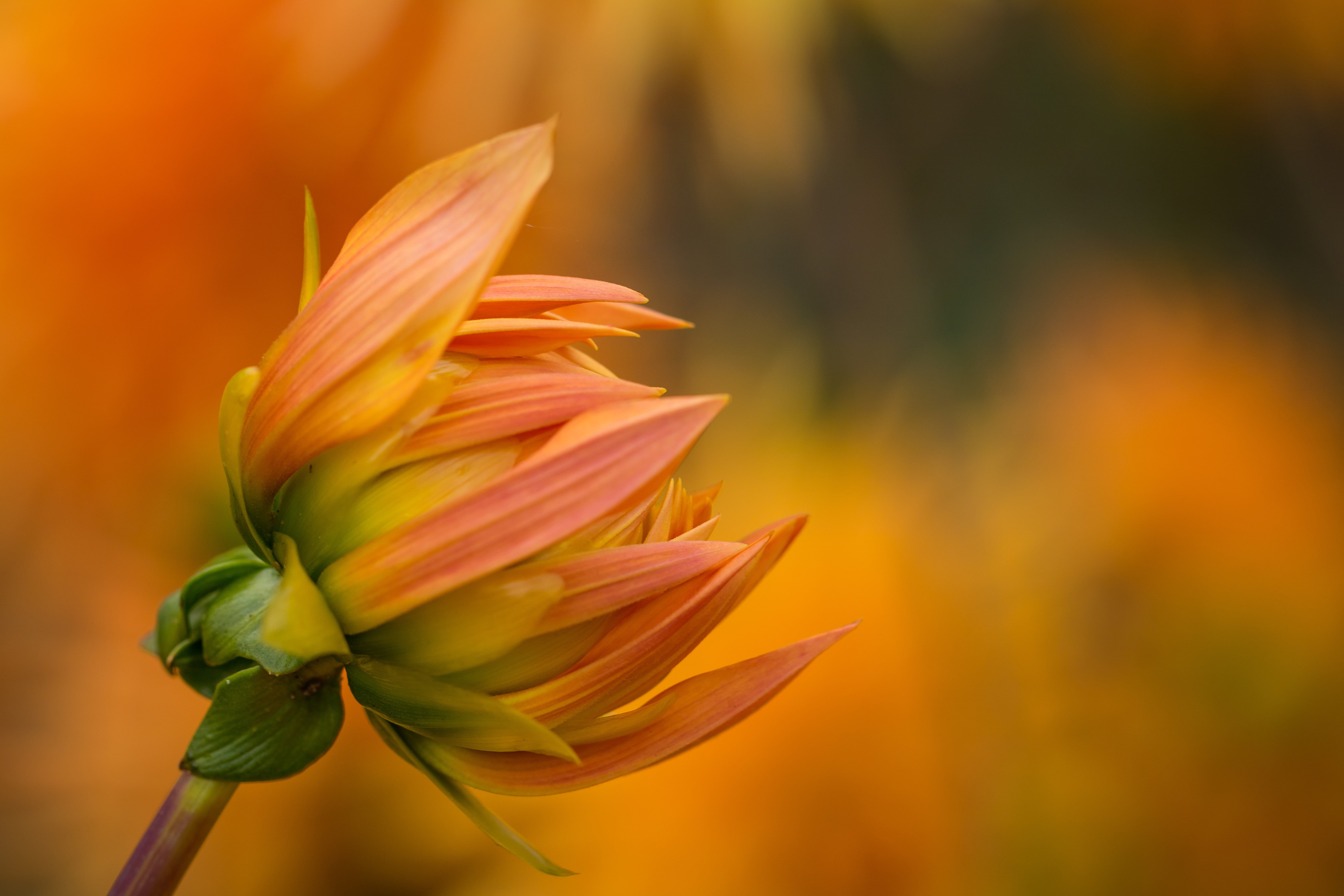 geo:location, f/2, flower, summer, pink, canon, beauty In Nature, exif, selective, mm, canon eos, iso_speed, 760d, focal_length, petal, yellow, tulip, focus, HD Wallpaper