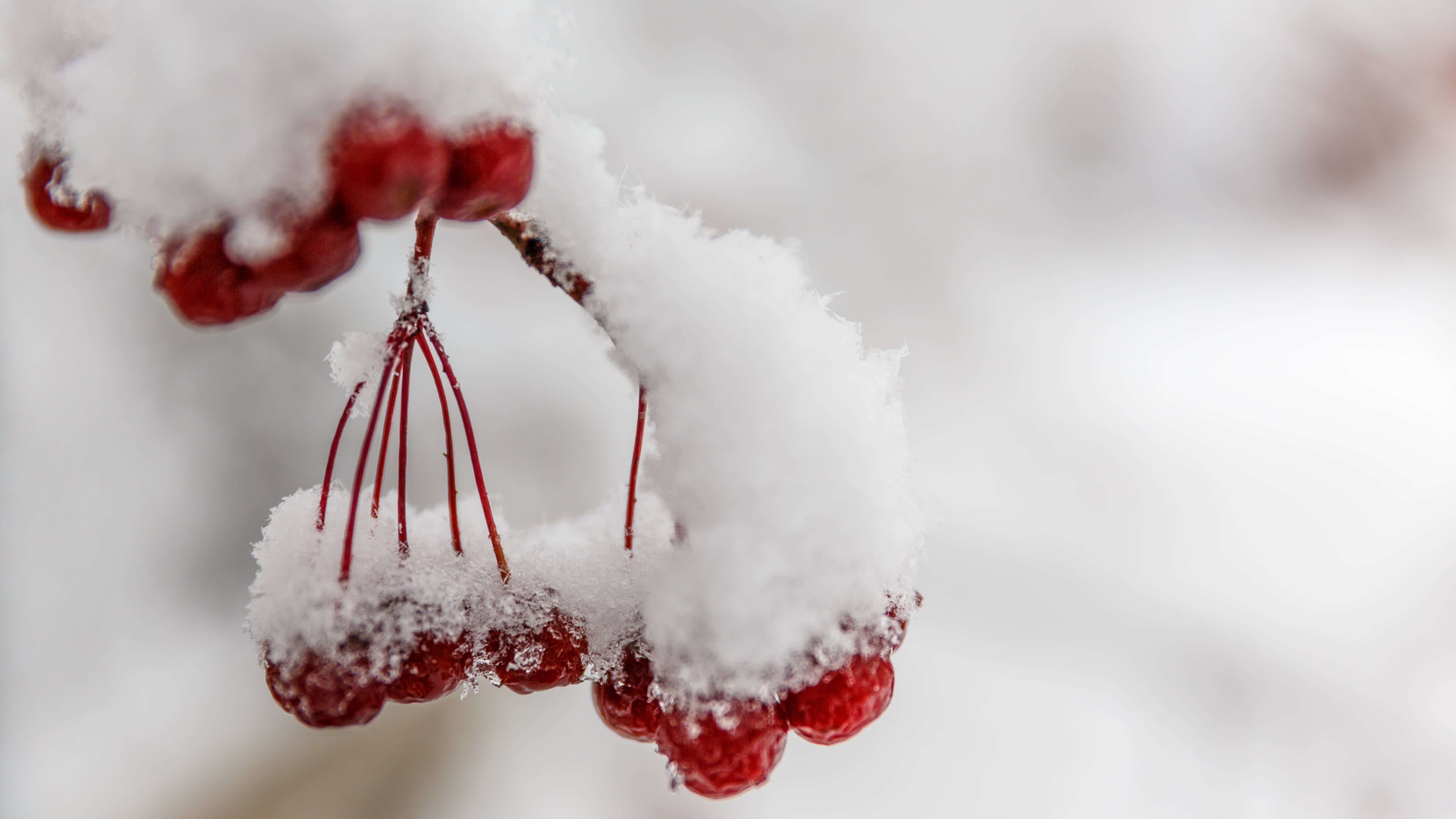 70mm, snow, branch, Canon, close-up, christmas, frost, II, Россия, cold, photo, nature, red, cherries, season, closeup, RU, snowstorm, USM, white, winter, HD Wallpaper