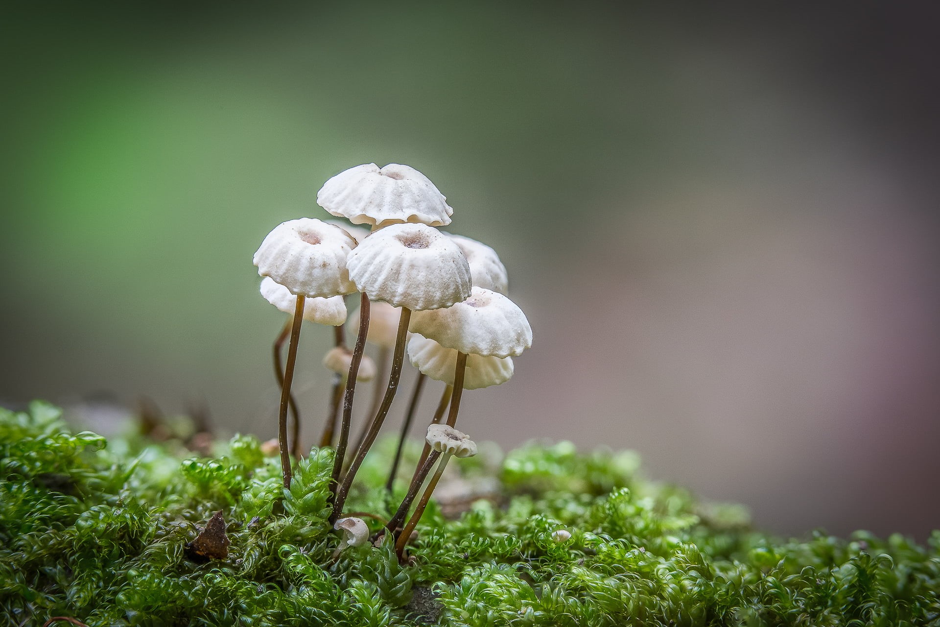 selective focus, 1080P, marasmius  rotula, champignon, bokeh, white, close-up, green, fungi, Canon EOS 6D, season, macro, moss, fungus, mycology, mushroom, HD Wallpaper