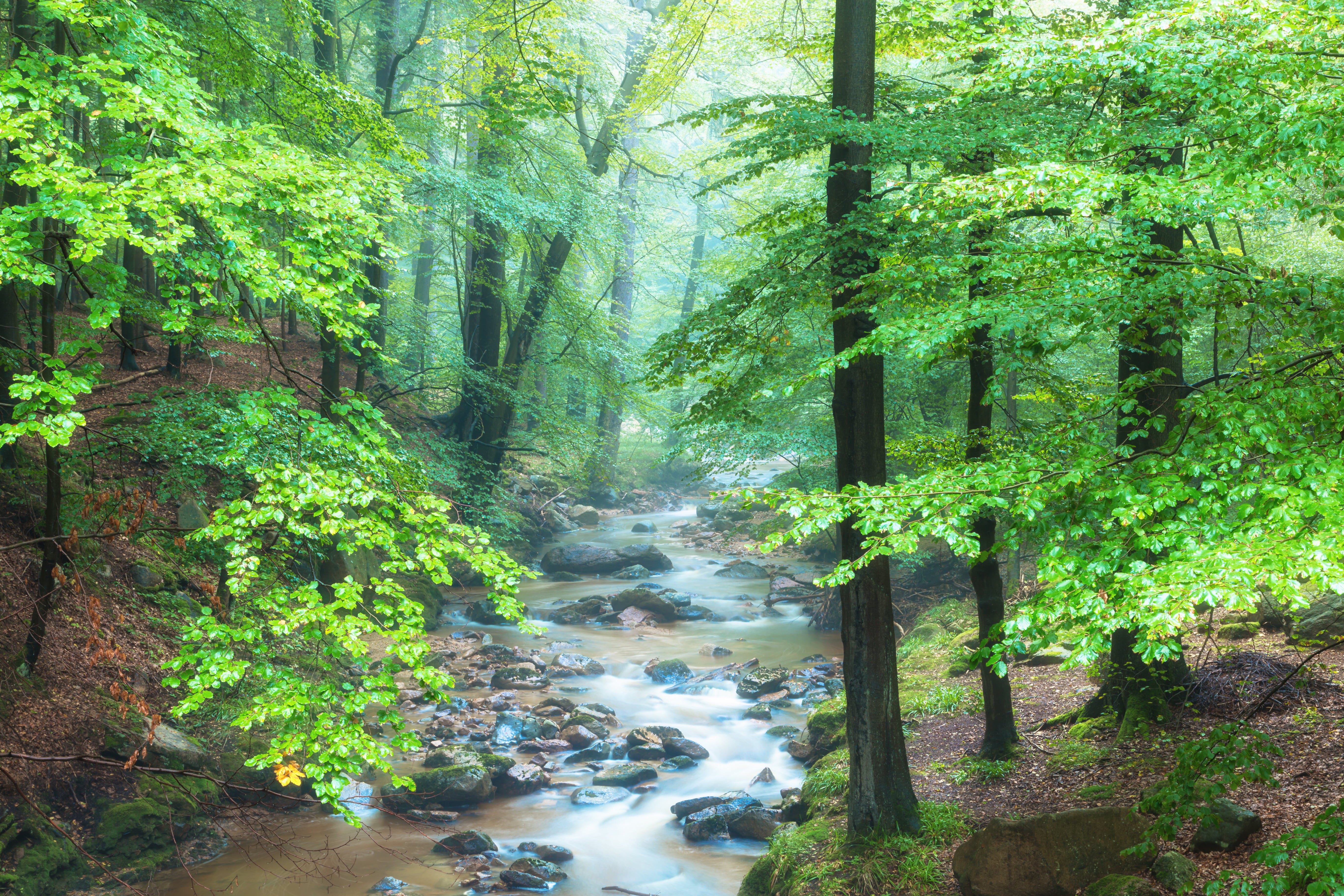 landscape, water, waterfall, forest, Blätter, Ilsetal, Canon, frische, Farben, stream, Tour, 5K, Germany, trees, scenics, fluss, bodies, bodies of water, HD Wallpaper