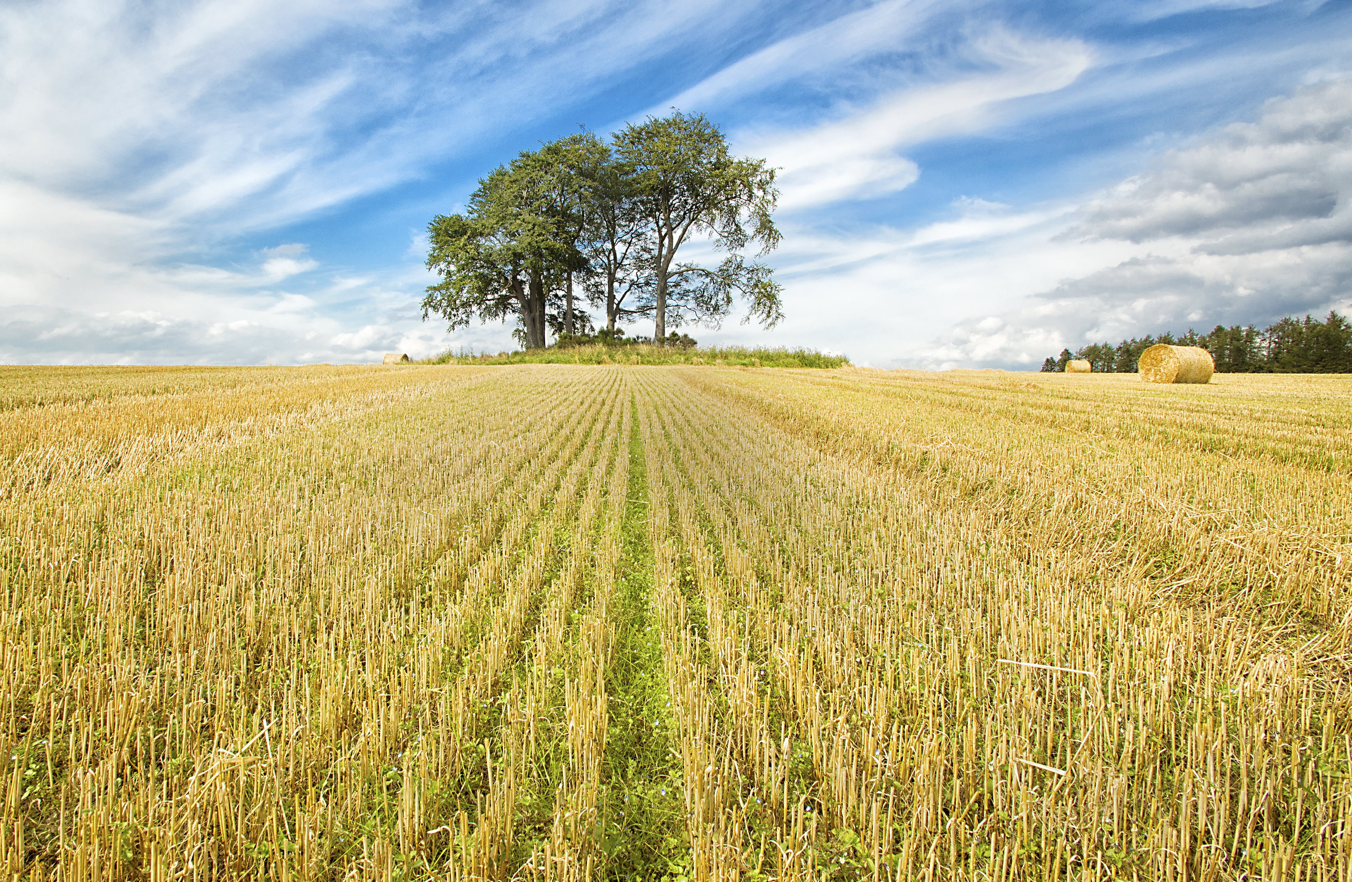 sky, land, nature, leaf, outdoors, growth, landscape photography, landscape, rural Scene, field, plant, farm, Scotland, lead lines, yellow, crop, agriculture, HD Wallpaper