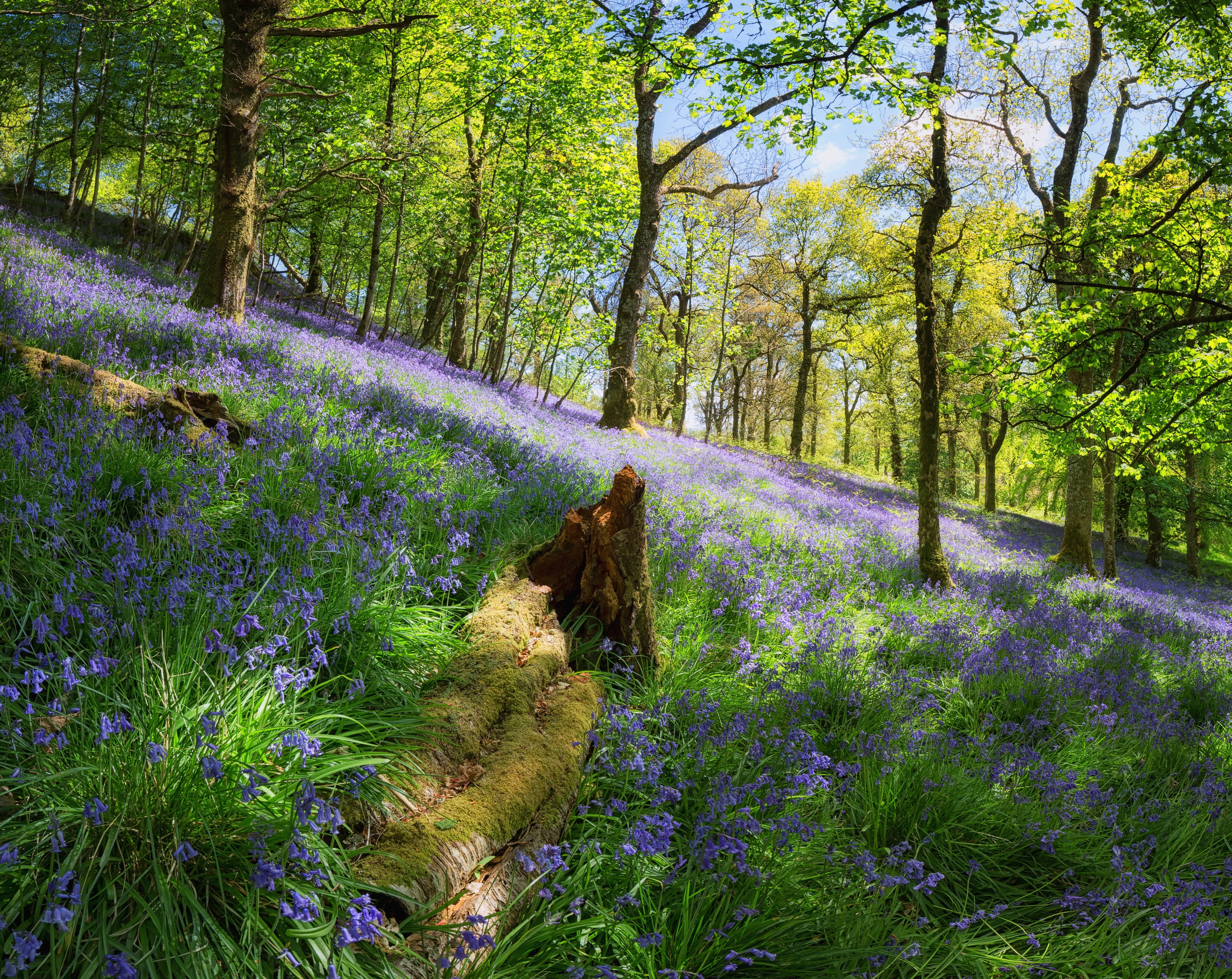 trossachs, beauty in nature, Scotland, flower, no people, domestic animals, Seasons, one animal, Europe, dog, green, pets, mammal, woodlands, Nature, flowers, HD Wallpaper