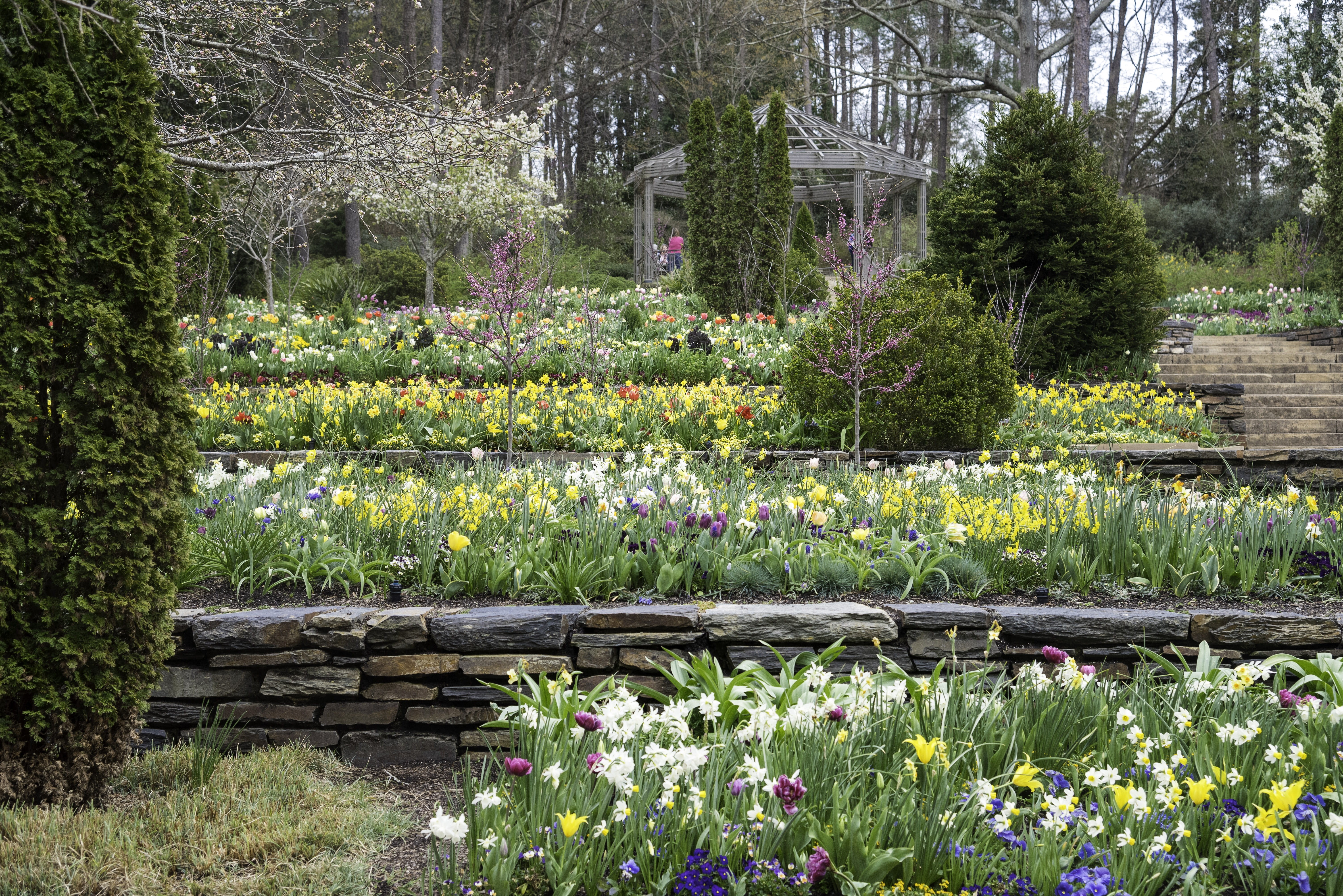 formal Garden, park, duke, durham, growth, green Color, tranquility, Flowers, flowering plant, springtime, university, nature, Duke University, pond, water, HD Wallpaper