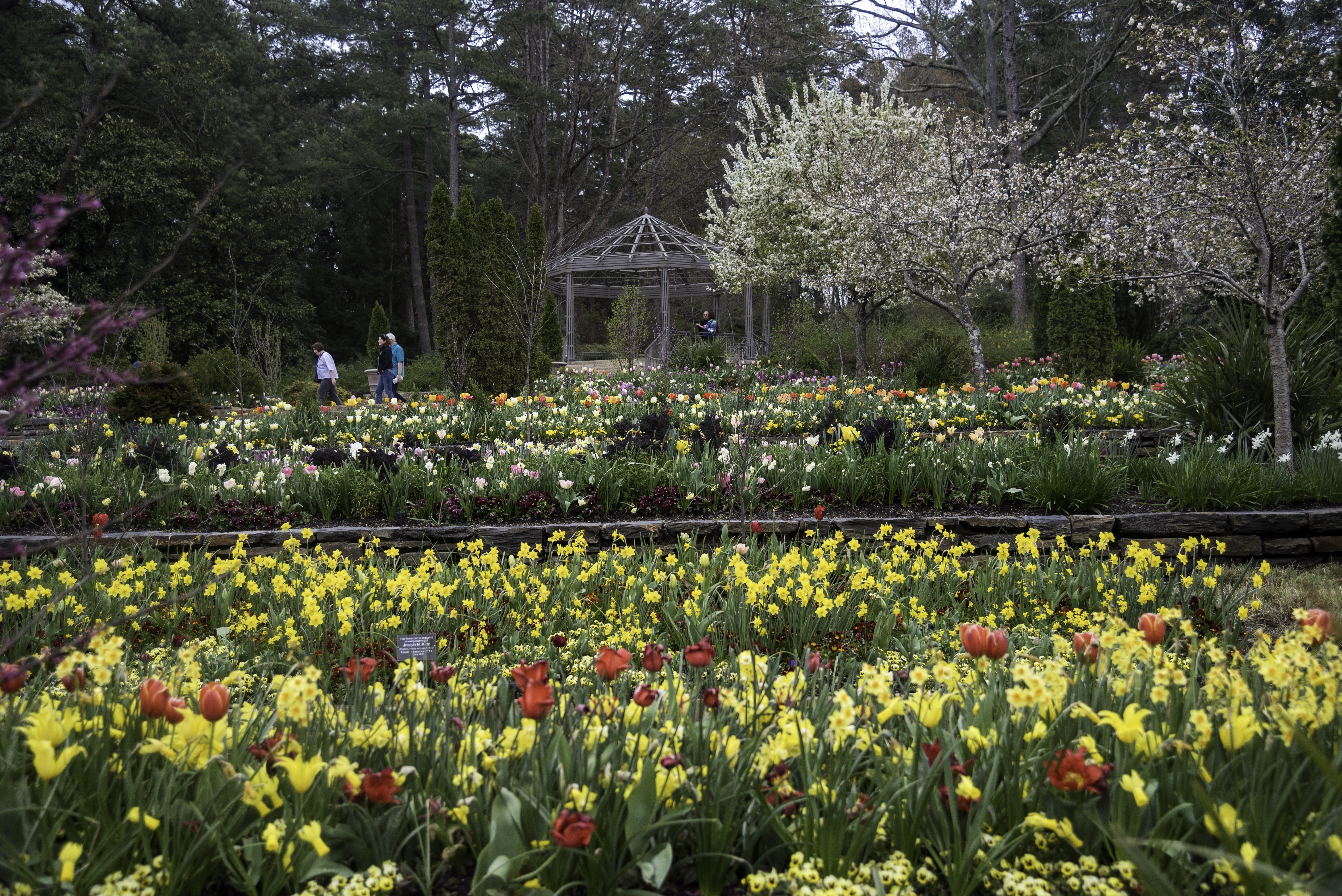 carolina, durham, greenhouse, Durham, fragility, formal Garden, gardens, tranquility, flower Head, gardening, flowerbed, no people, outdoors, day, park - man made space, HD Wallpaper