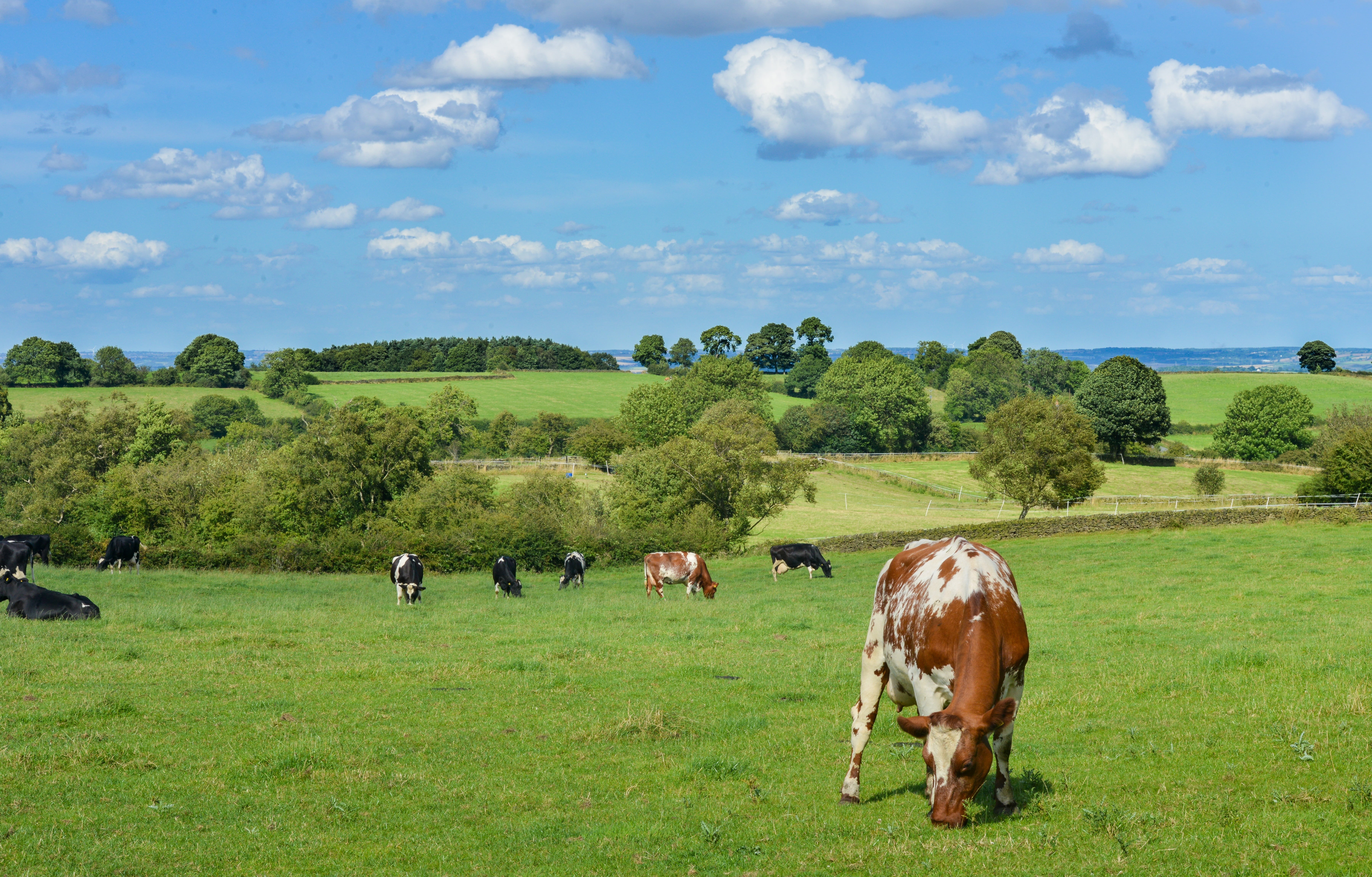 vertebrate, farm, field, animal, countryside, meadow, animals, livestock, cow, white, grazing, tree, cattle, cloud - sky, domestic animals, green color, HD Wallpaper