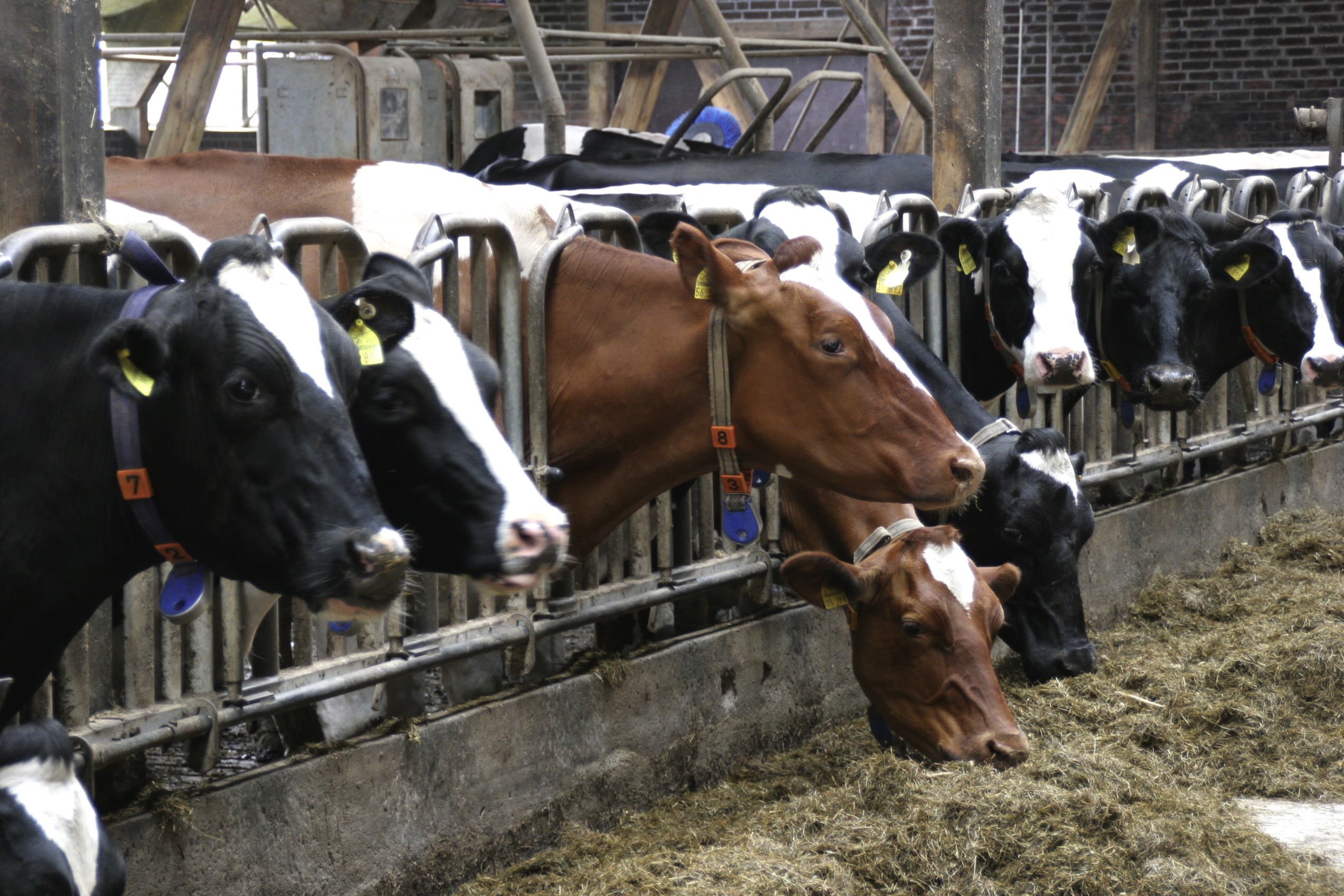 day, holstein Cattle, outdoors, animal, medium group of animals, animal husbandry, shed, nature, animal head, vertebrate, stall, livestock, dairy Farm, HD Wallpaper