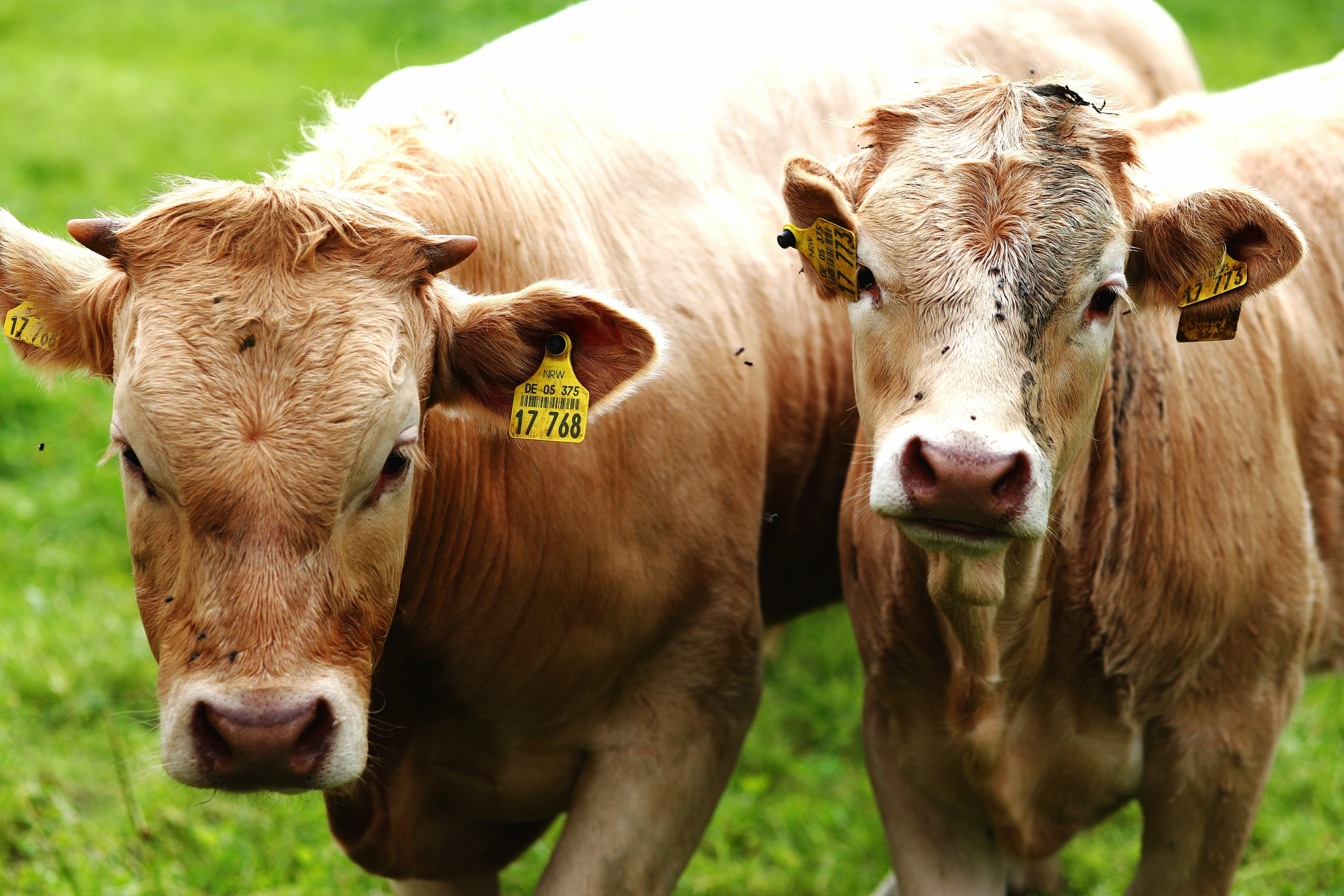 cow, rural Scene, 5K, farm, Deutschland, summer, two, agriculture, geotagged, pasture, GPS, grass, EF, cattle, Canon  Eos  6D, cows, mammal, Germany, field, HD Wallpaper