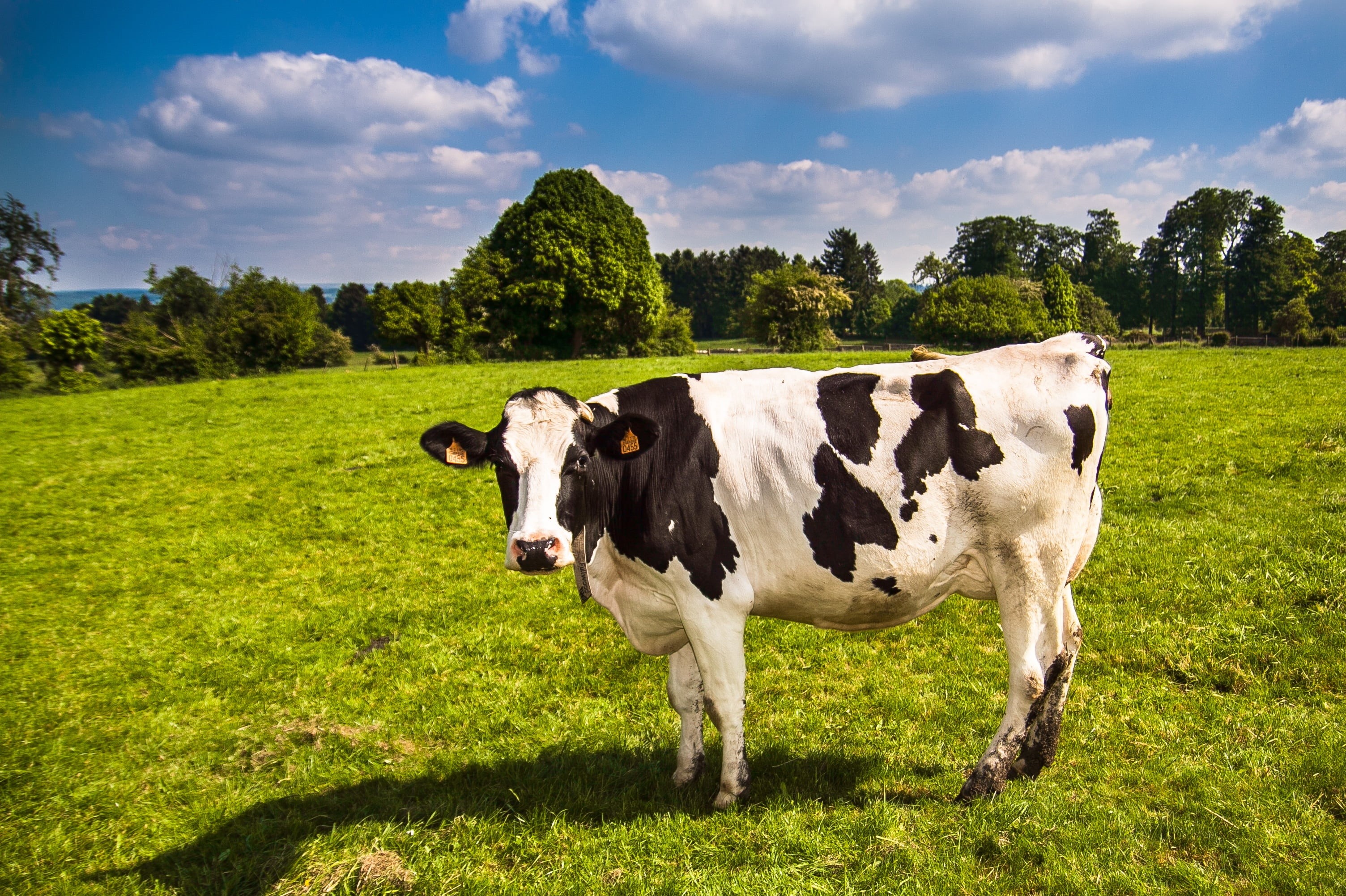 tree, outdoors, green color, fields, no people, dairy product, animal, domestic, plant, cattle, land, livestock, sky, green, pets, agriculture, 2K, landscape, HD Wallpaper