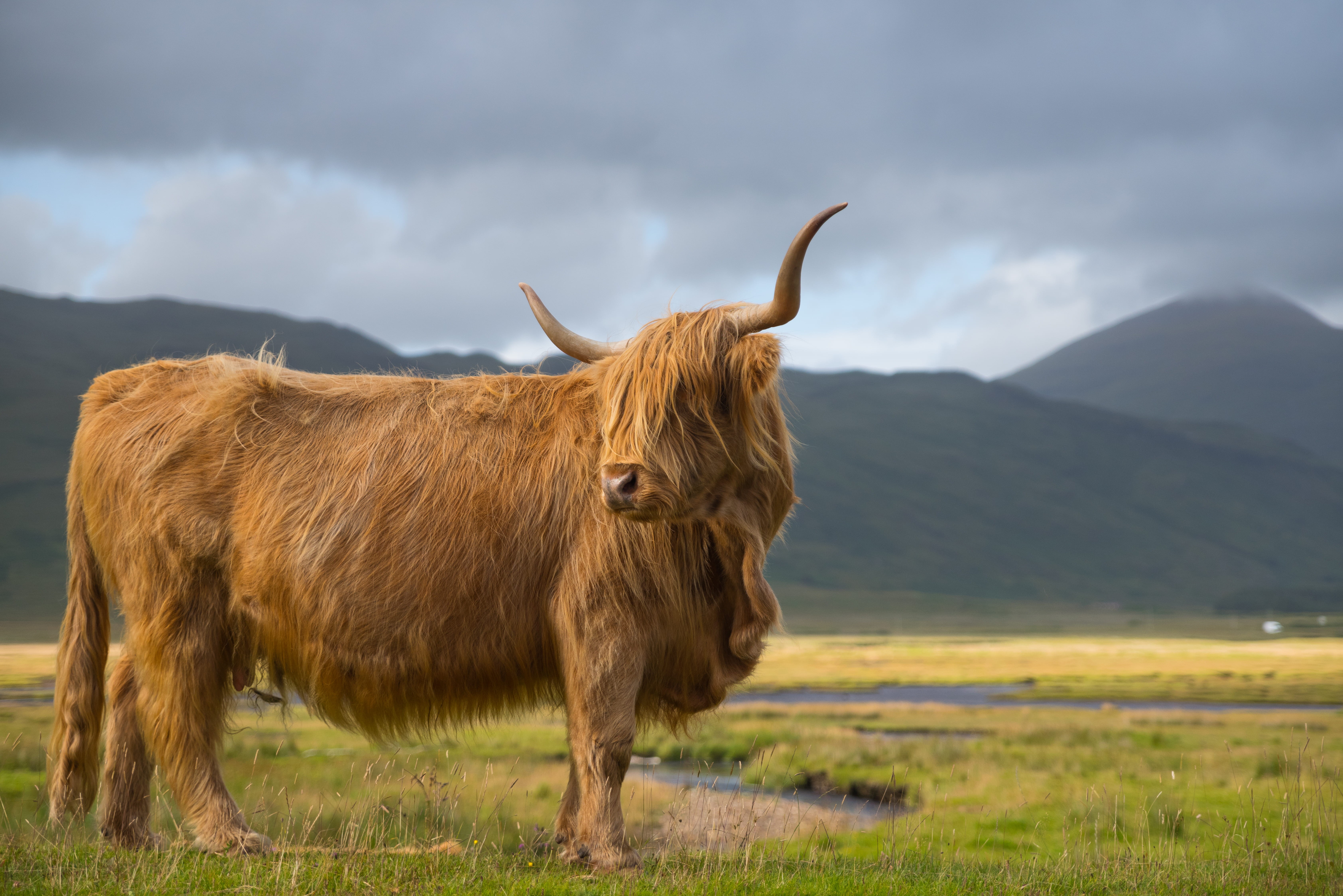 land, no people, field, livestock, highland cattle, brown, animal wildlife, sky, mammal, vertebrate, outdoors, 5K, photo, herbivorous, calf, scotland, HD Wallpaper
