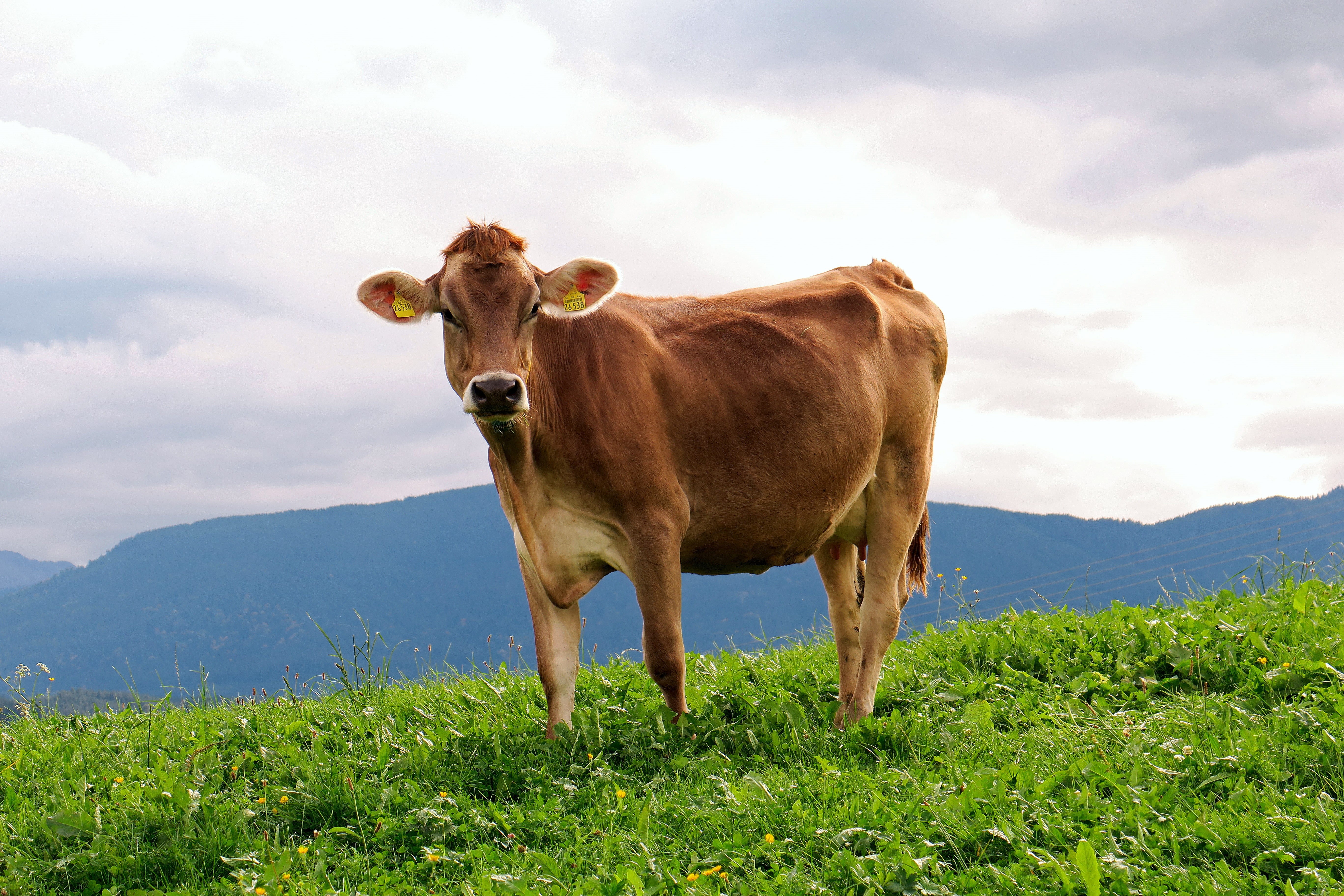 land, herbivorous, agriculture, animal portrait, pets, domestic, livestock, pasture, grass, brown swiss, no people, animal, milk cow, one animal, cattle, HD Wallpaper