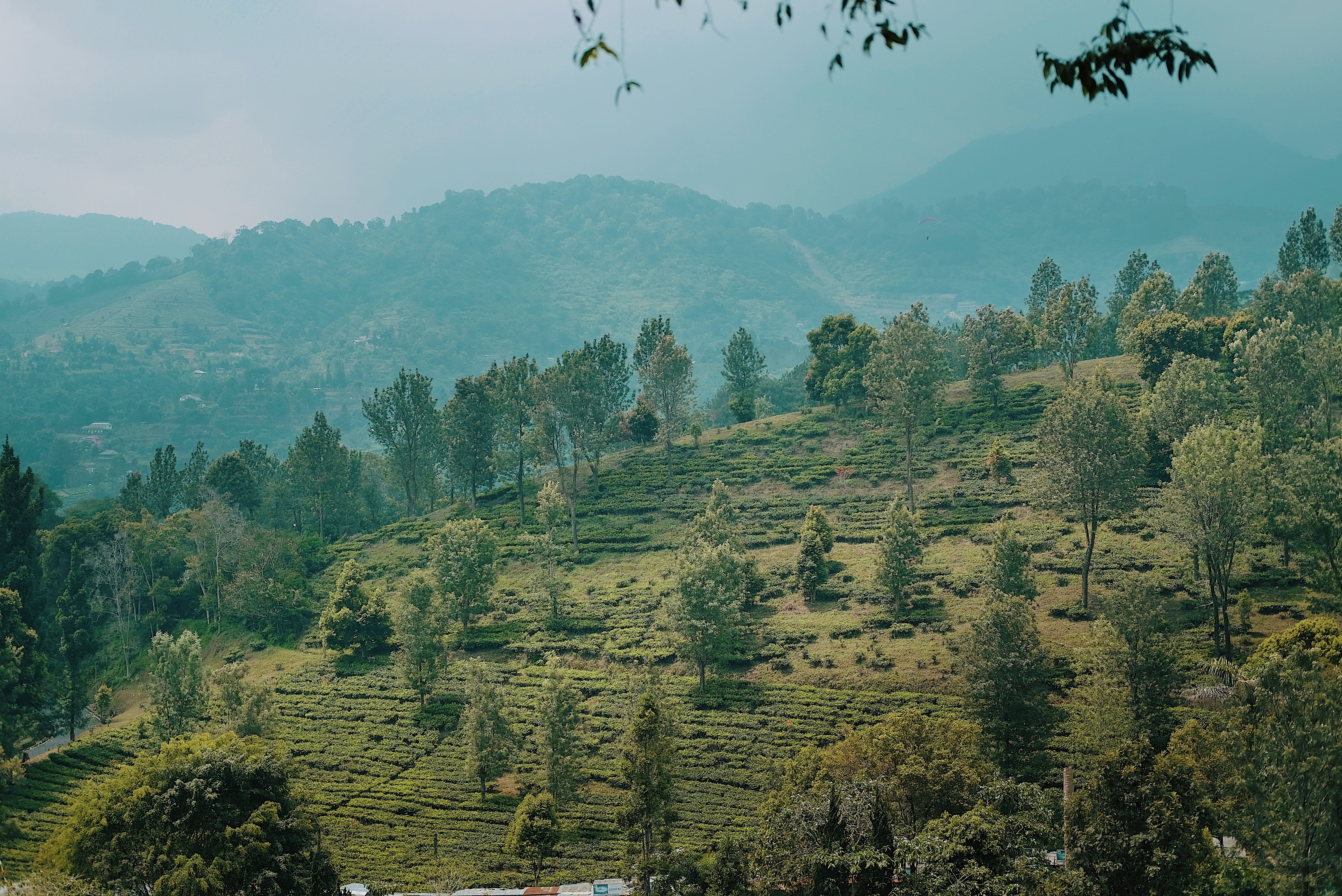 mountain, beauty in nature, tea, idyllic, field, fog, indonesia, 5K, environment, bogor, no people, scenics - nature, nature, land, sky, outdoors, plant, HD Wallpaper