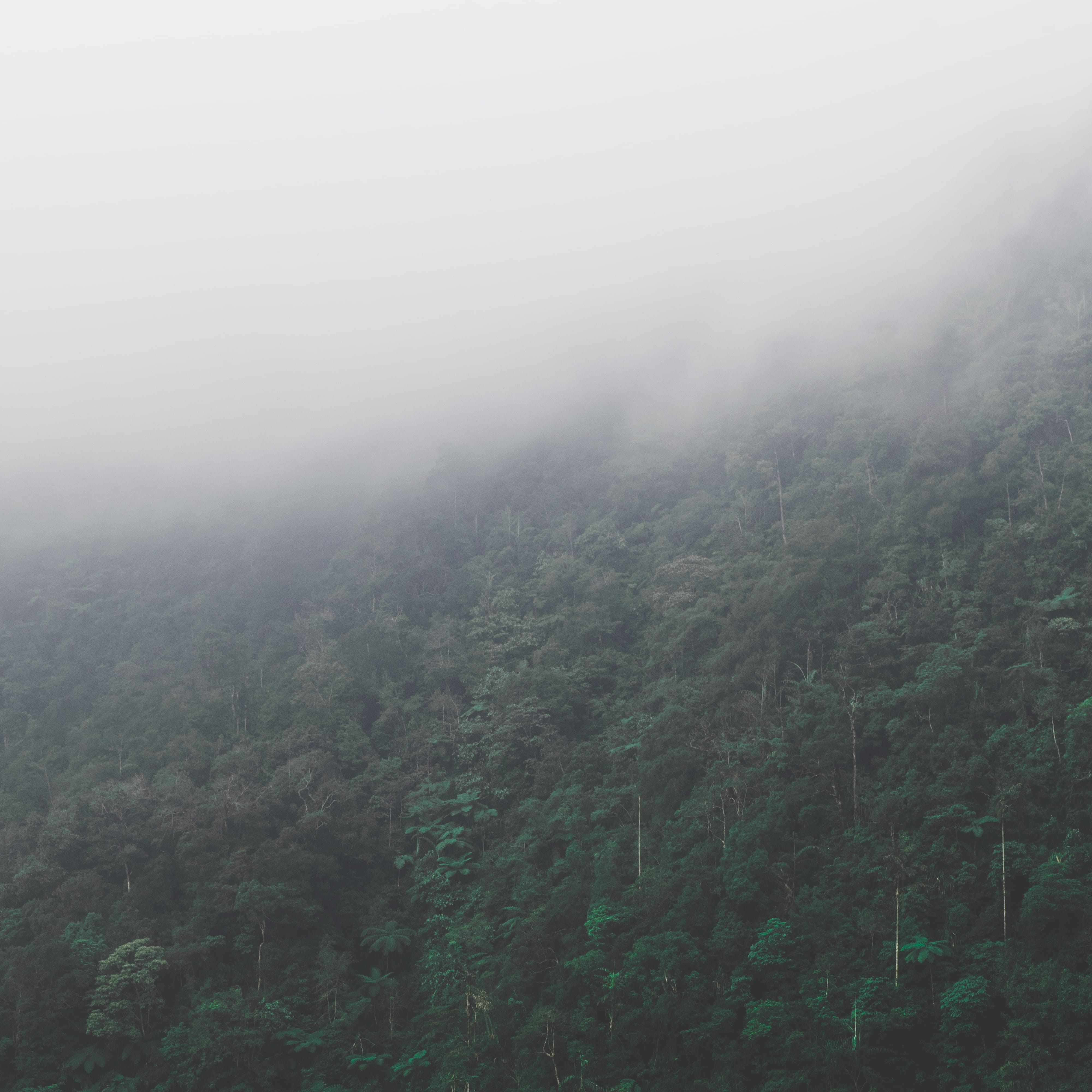 scenics - nature, environment, outdoors, day, plant, landscape, beauty in nature, paintball puncak bogor, tranquil scene, sky, bogor, indonesia, tree, forest, Phone HD Wallpaper