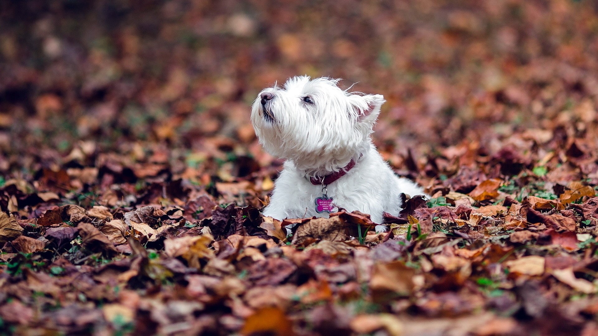 autumn, leaves, 1080P, white, puppy, west, highland, dogs, terrier, animals, west highland terrier, HD Wallpaper