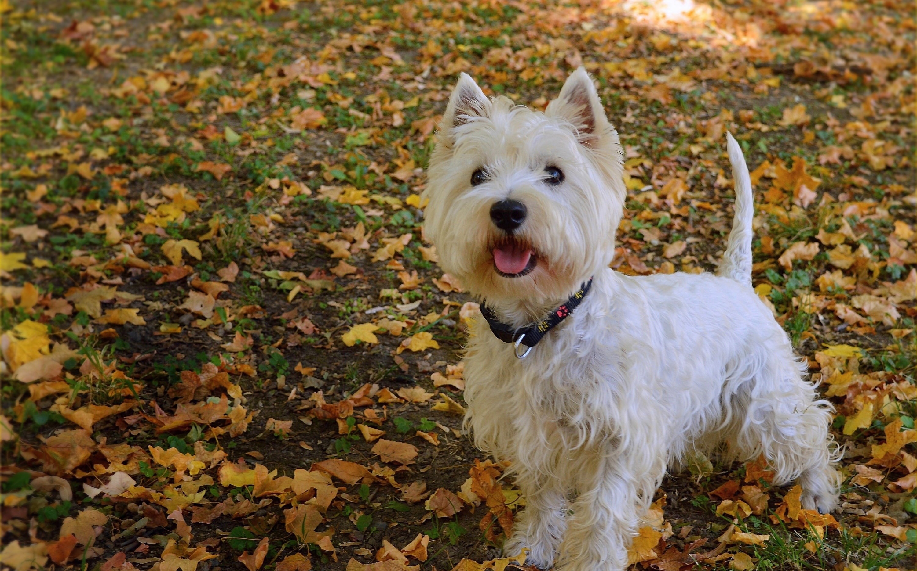 Dog, Foliage, 2K, Leaves, The West highland white Terrier, HD Wallpaper