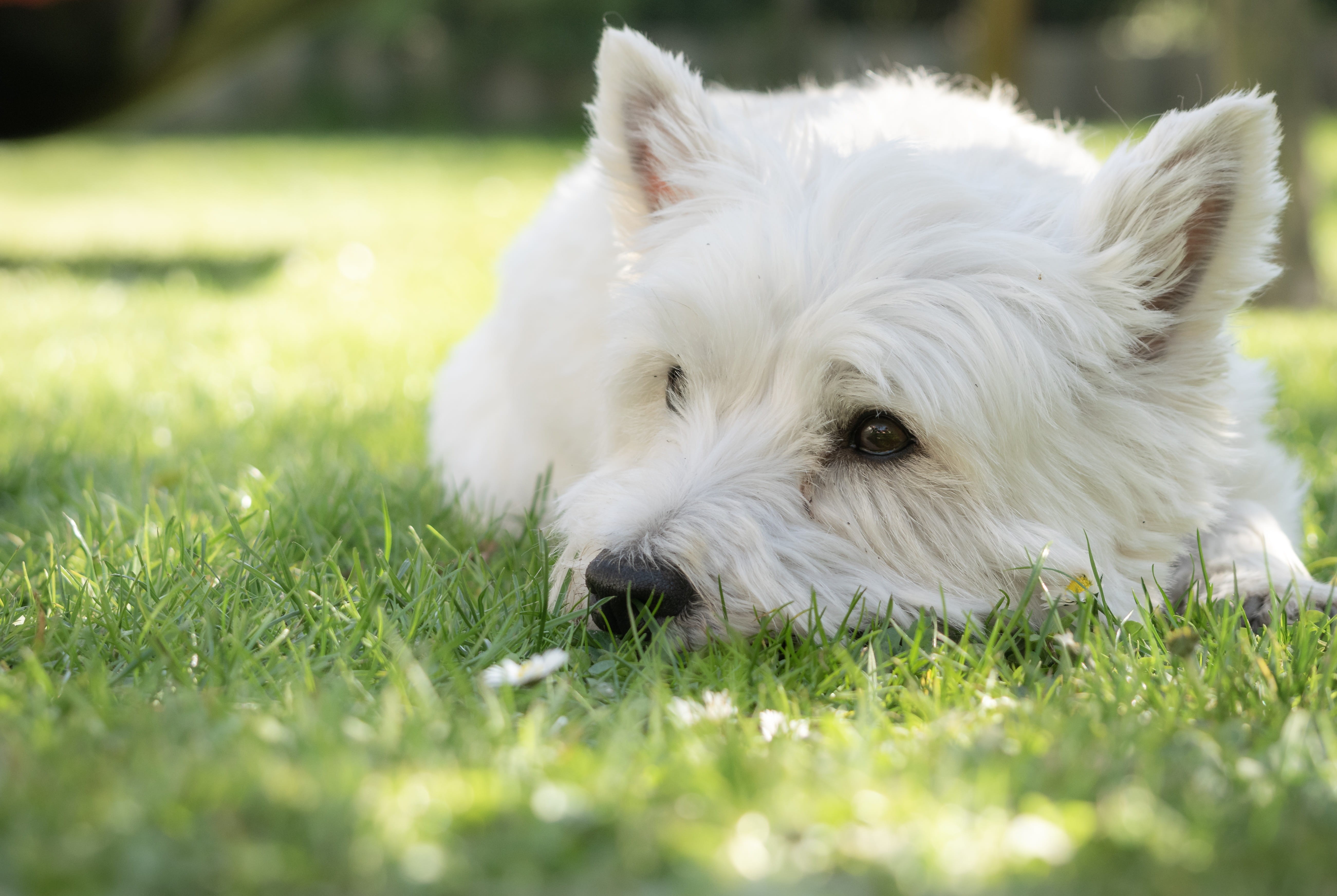white color, pets, selective focus, green color, domestic animals, plant, mammal, westie, terrier, relaxation, nature, west highland white terrier, canine, HD Wallpaper