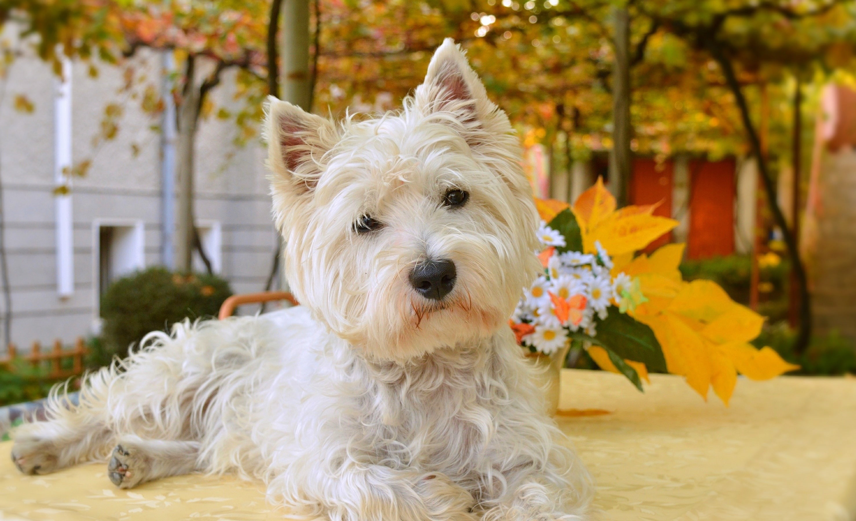 Dog, 2K, The West highland white Terrier, HD Wallpaper
