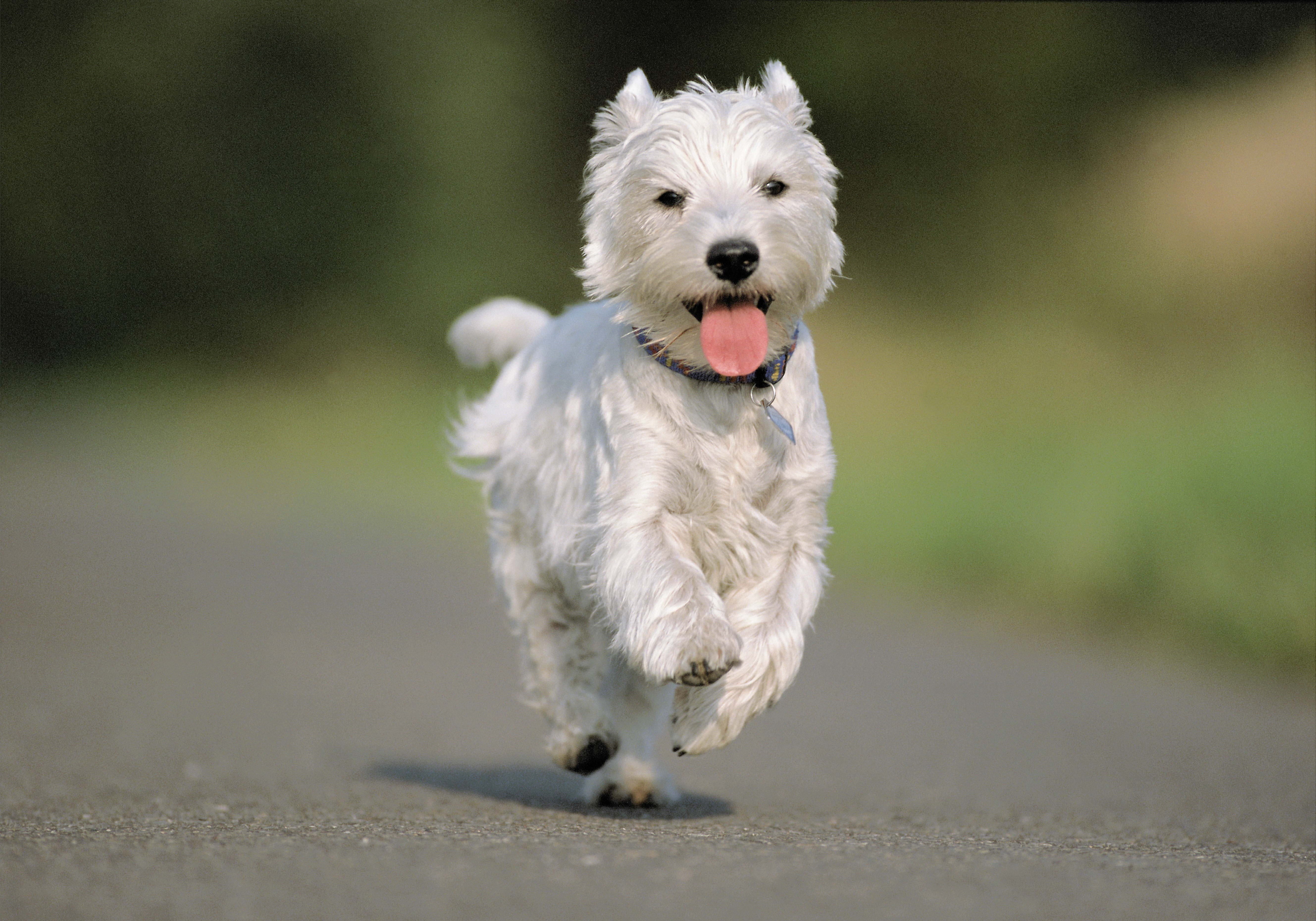 puppy, cute, road, mouth open, running, domestic, animal, fur, 5K, one Animal, animal themes, west Highland White Terrier, small, terrier, asphalt, purebred Dog, HD Wallpaper