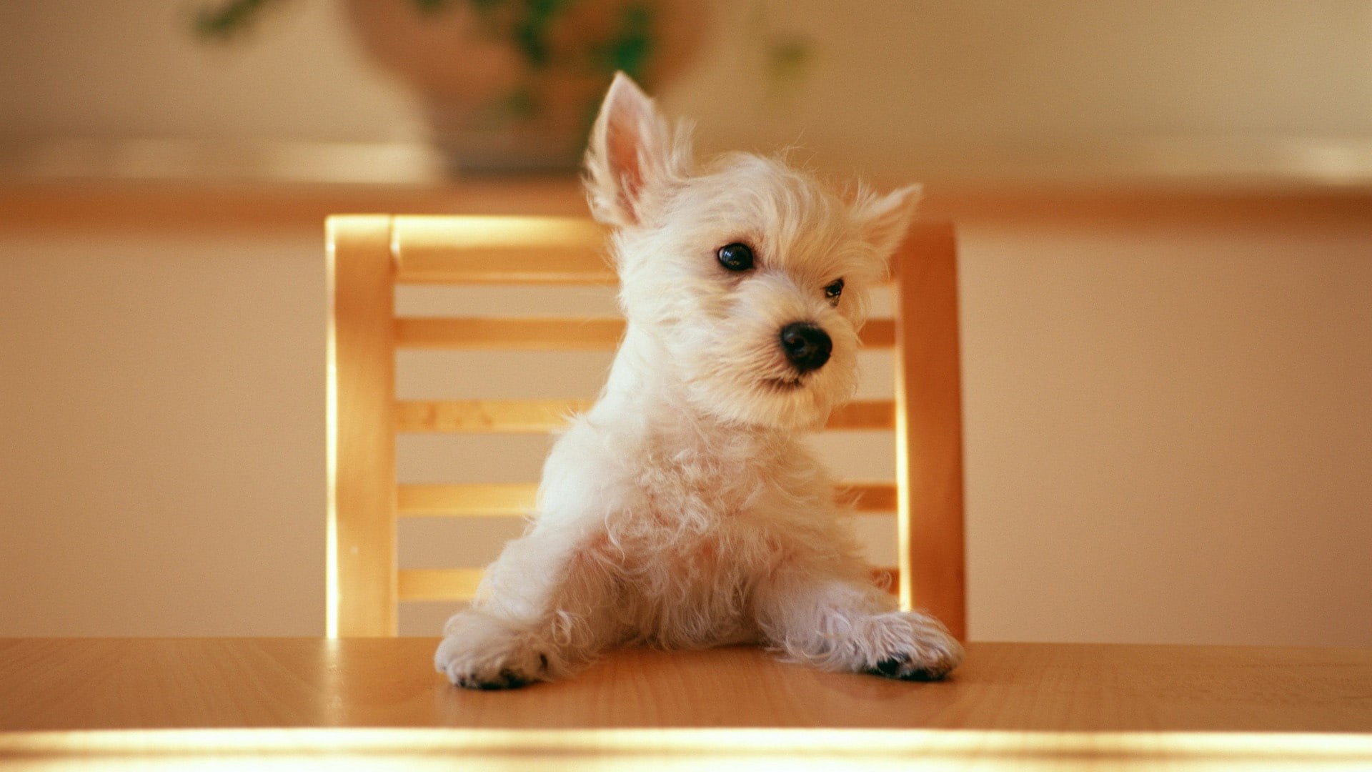 west, 1080P, puppy, white, highland, terrier, hd, HD Wallpaper