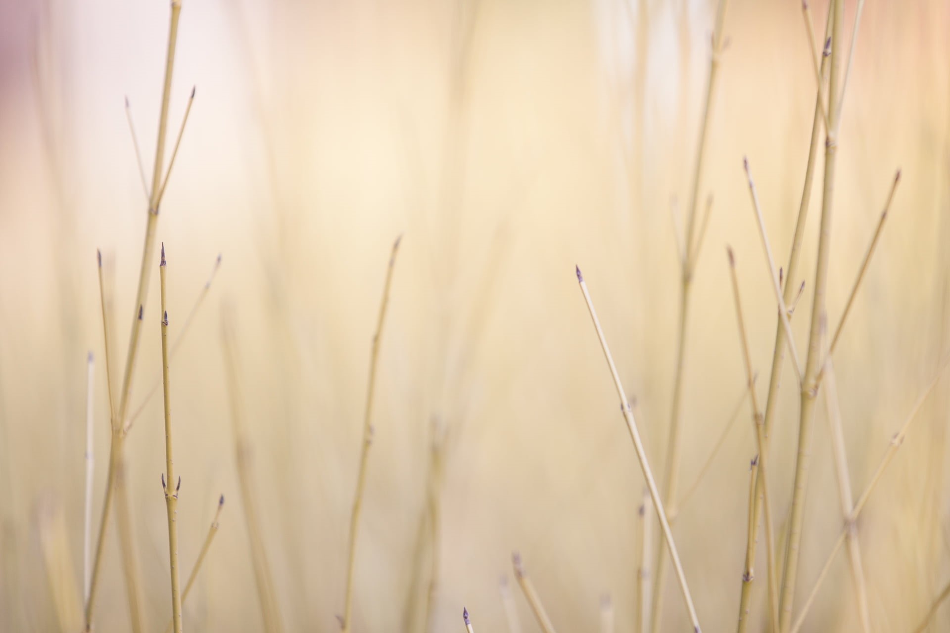 backgrounds, Canon EF, green, Canon EOS 50D, 1080P, leaf, outdoors, brown, meadow, bokeh, pastel, photography, 70-200mm, f/2.8, Canon EF 70-200mm, branches, HD Wallpaper