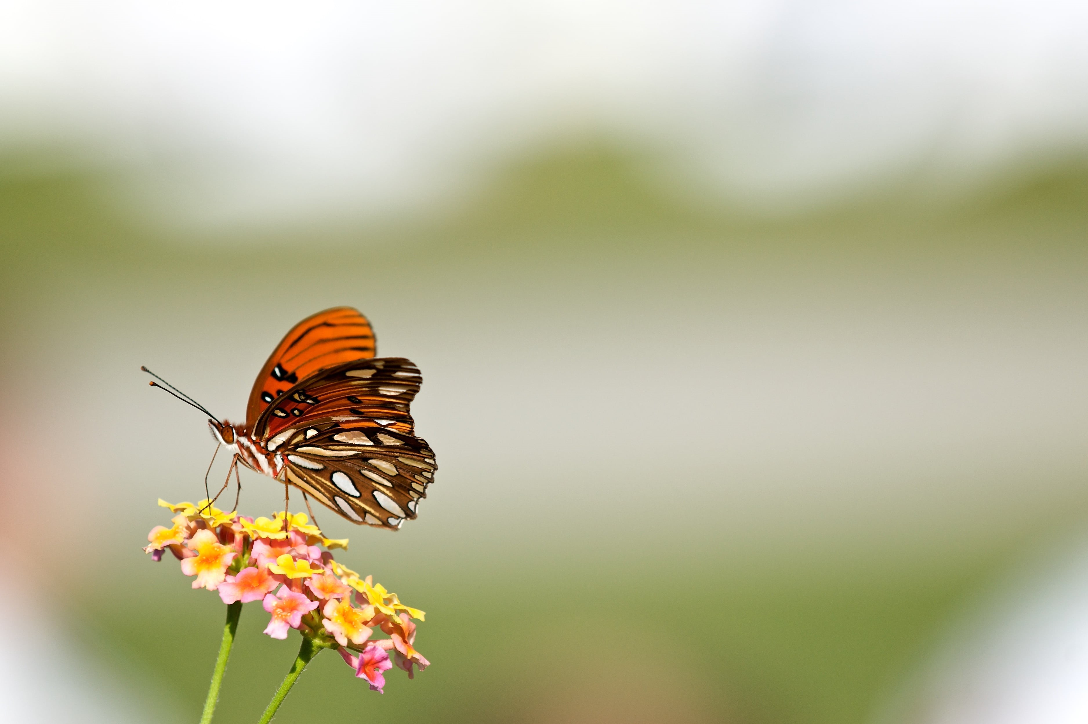 orange, Nikon, yellow, dione, brown, 2K, flower, VR, ISO, 70-200mm, gulf  fritillary, change, white, f/2, black butterfly, animal, animal Wing, sec, black, HD Wallpaper