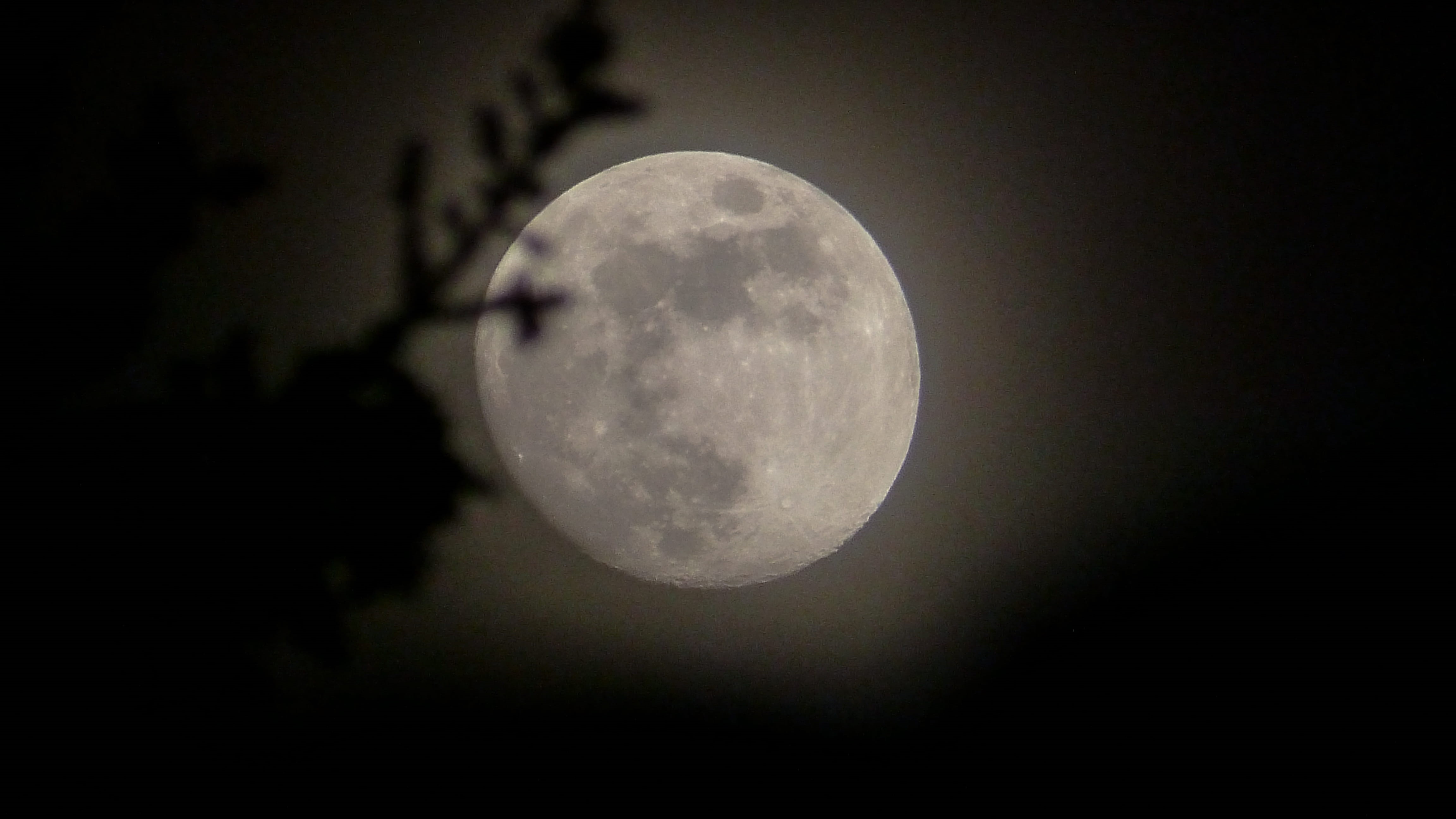 space exploration, circle, planetary moon, moon surface, goodnight, craters, astronomy, glow, tranquility, night time, spring, no people, tree, majestic, HD Wallpaper
