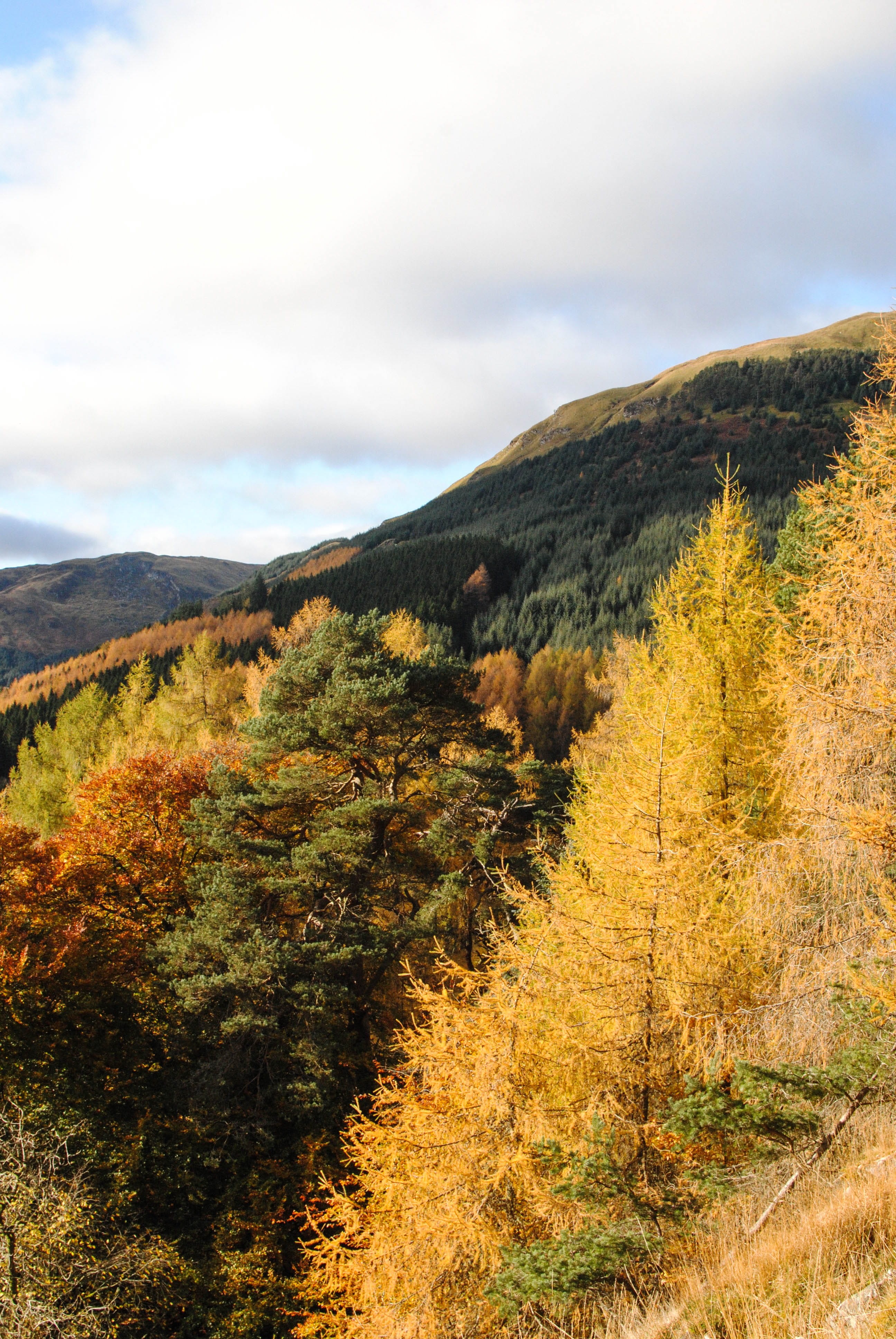 plant, leaves, growth, tranquil scene, nc500, green, land, tranquility, balquhidder, orange, autumn, 4K, mountain, nature, day, change, mountains, sky, Phone HD Wallpaper