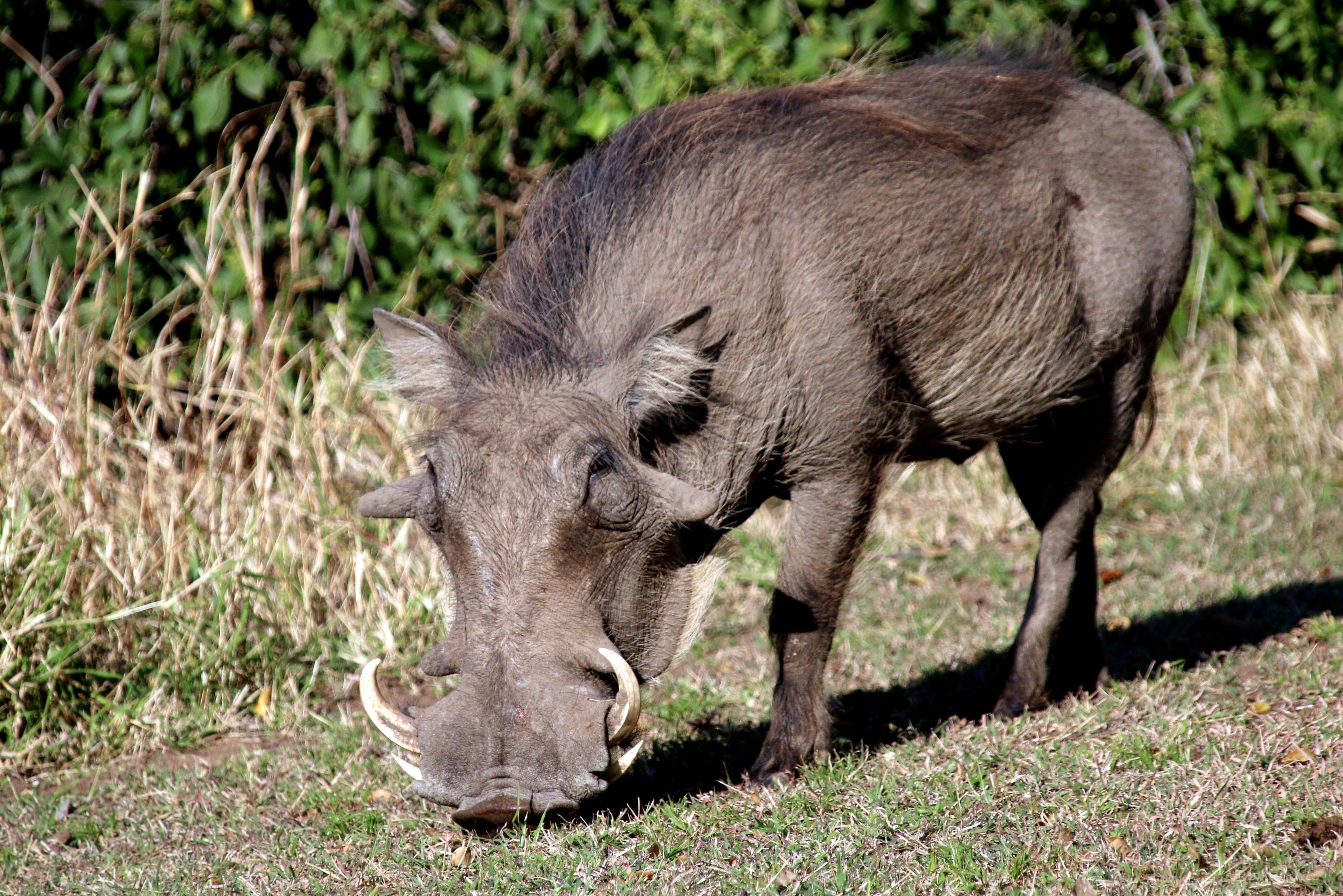 grass, africanus, kruger, savannah, hog, wildboar, animal wildlife, animal themes, southern, warts, Warthog, south, safari Animals, park, livestock, focus on foreground, HD Wallpaper