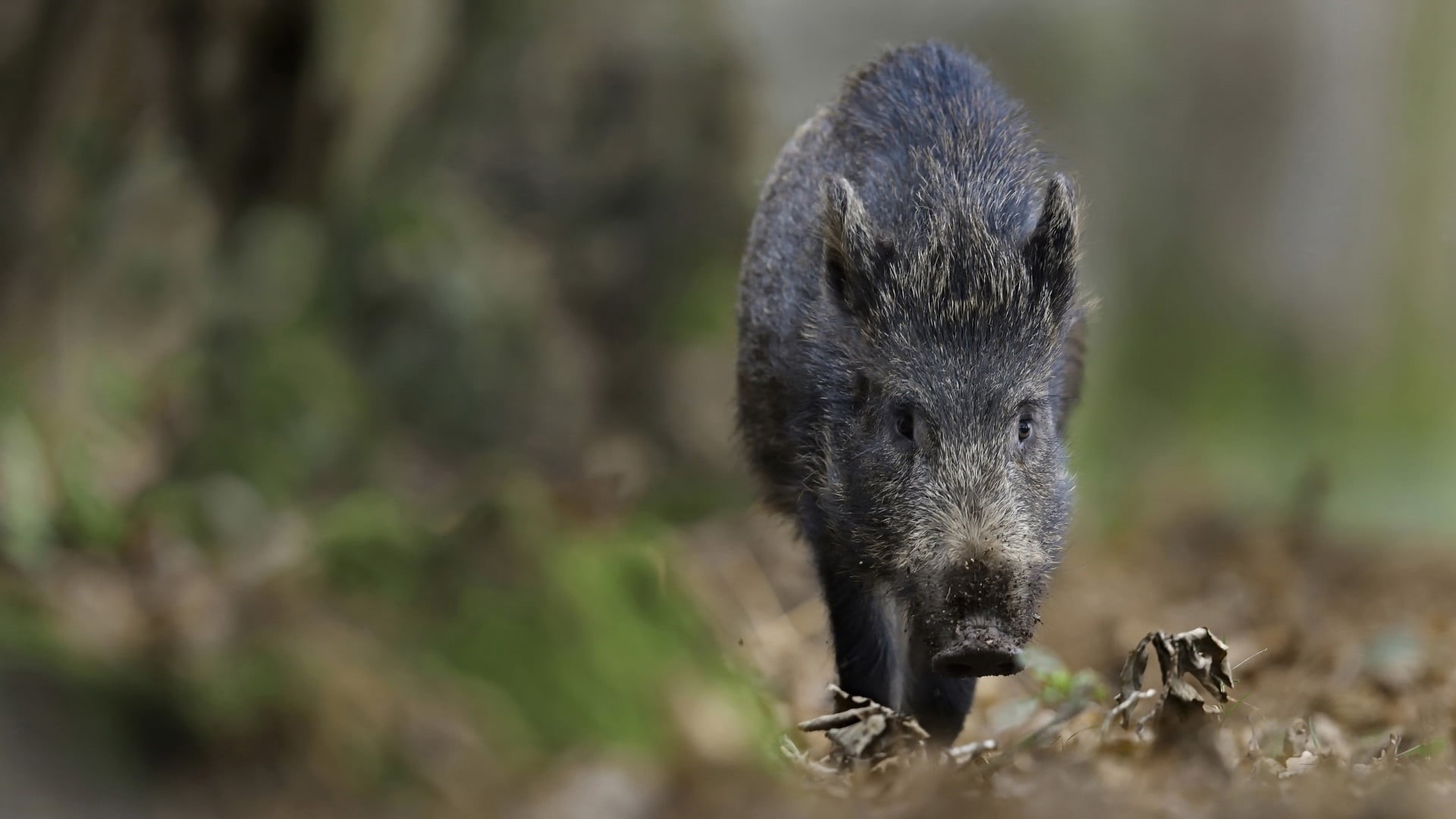 close-up, one animal, day, black color, selective focus, vertebrate, animals in the wild, nature, outdoors, focus on foreground, animal wildlife, pigs, HD Wallpaper