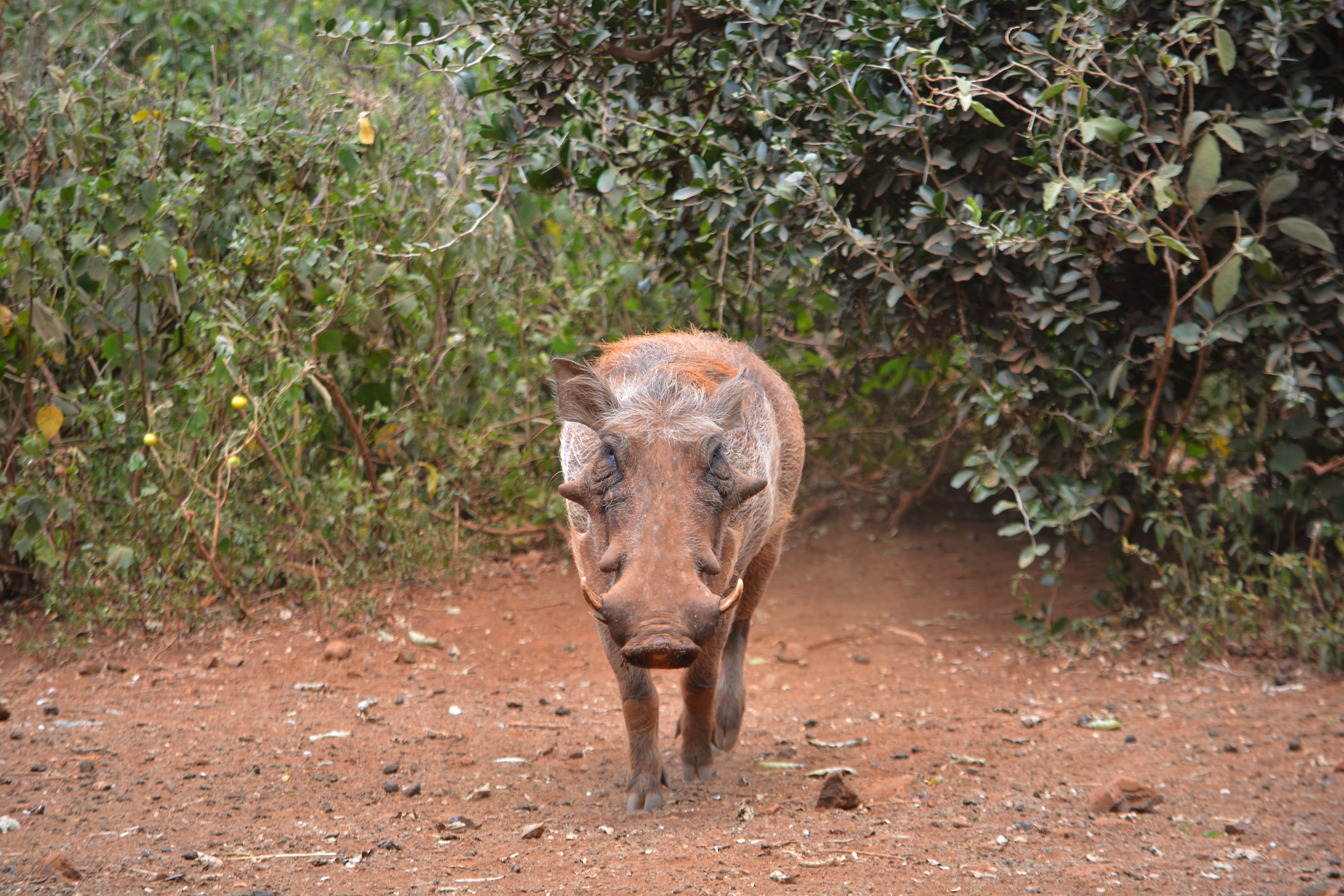 hog, Animal, Wildlife, day, one animal, no people, animals in the wild, rhinoceros, animal wildlife, plant, land, tourism, domestic animals, Pig, 5K, Warthog, HD Wallpaper