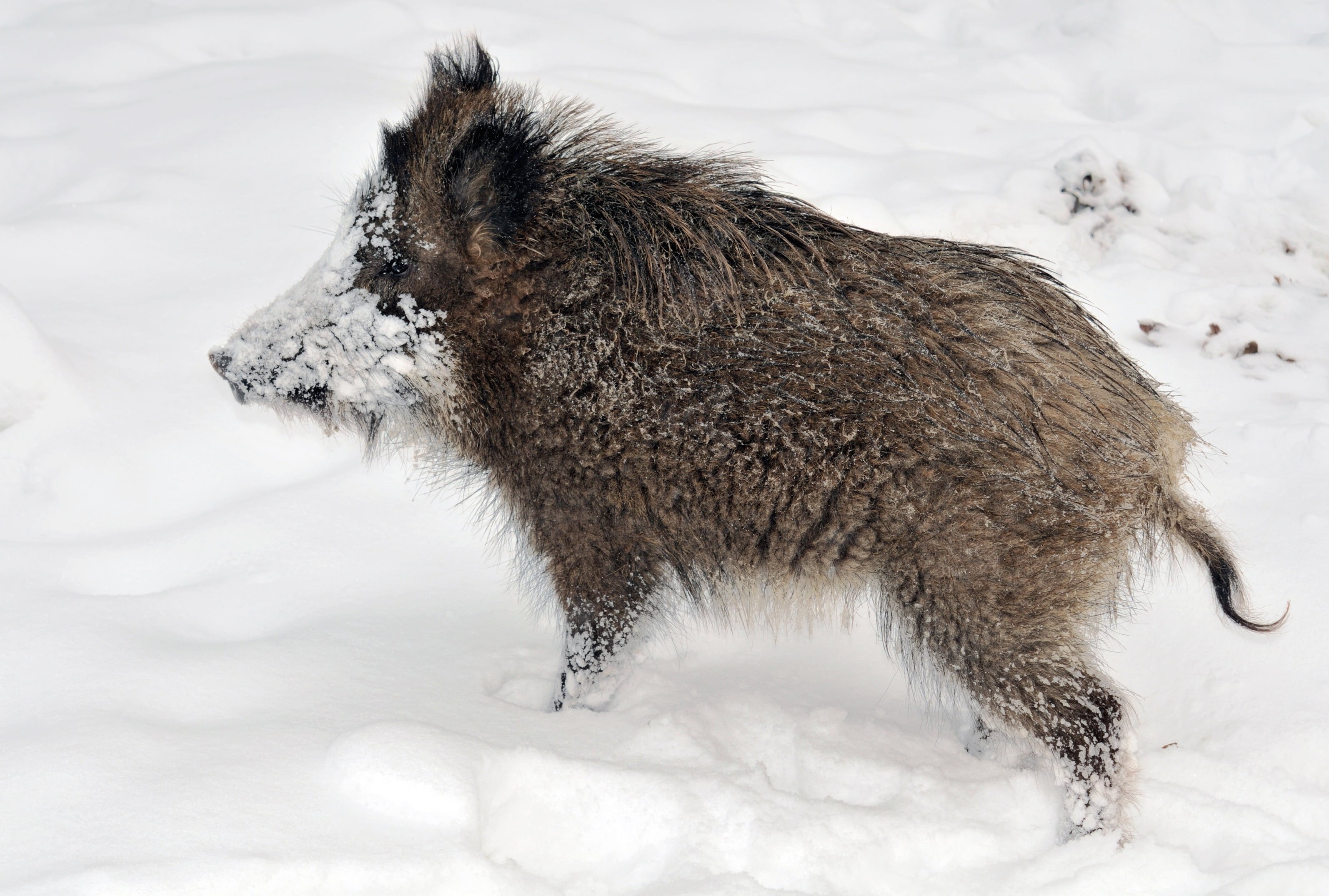 cute, cold - Temperature, fur, vertebrate, young, beauty in nature, wild Boar, frozen, snow, one Animal, dirty, animals In The Wild, outdoors, pig, close-up, HD Wallpaper