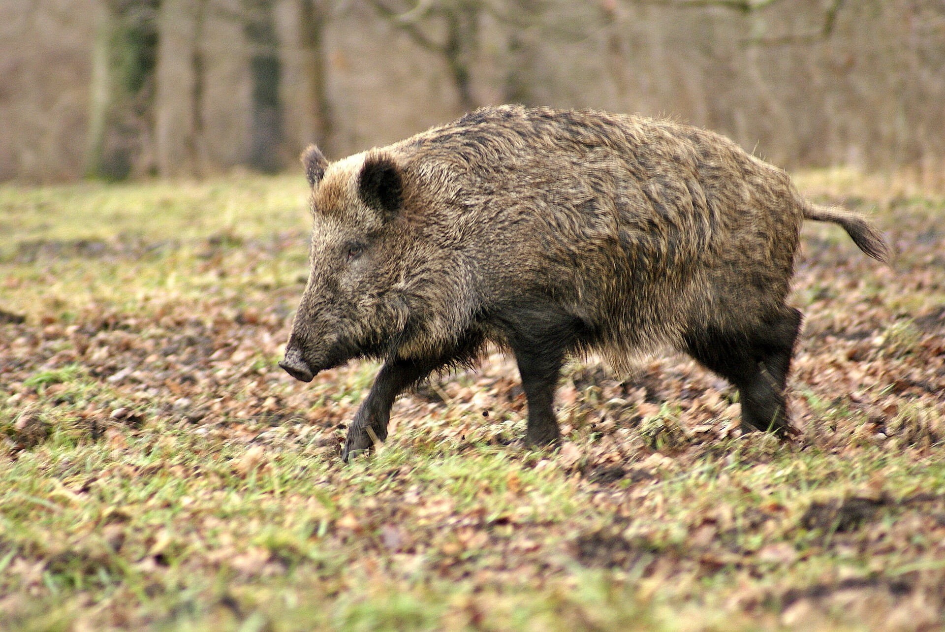tree, motion, land, grass, field, wild, animal wildlife, animal, standing, day, winter, outdoors, boar, full length, wild boar, animal themes, animals in the wild, HD Wallpaper