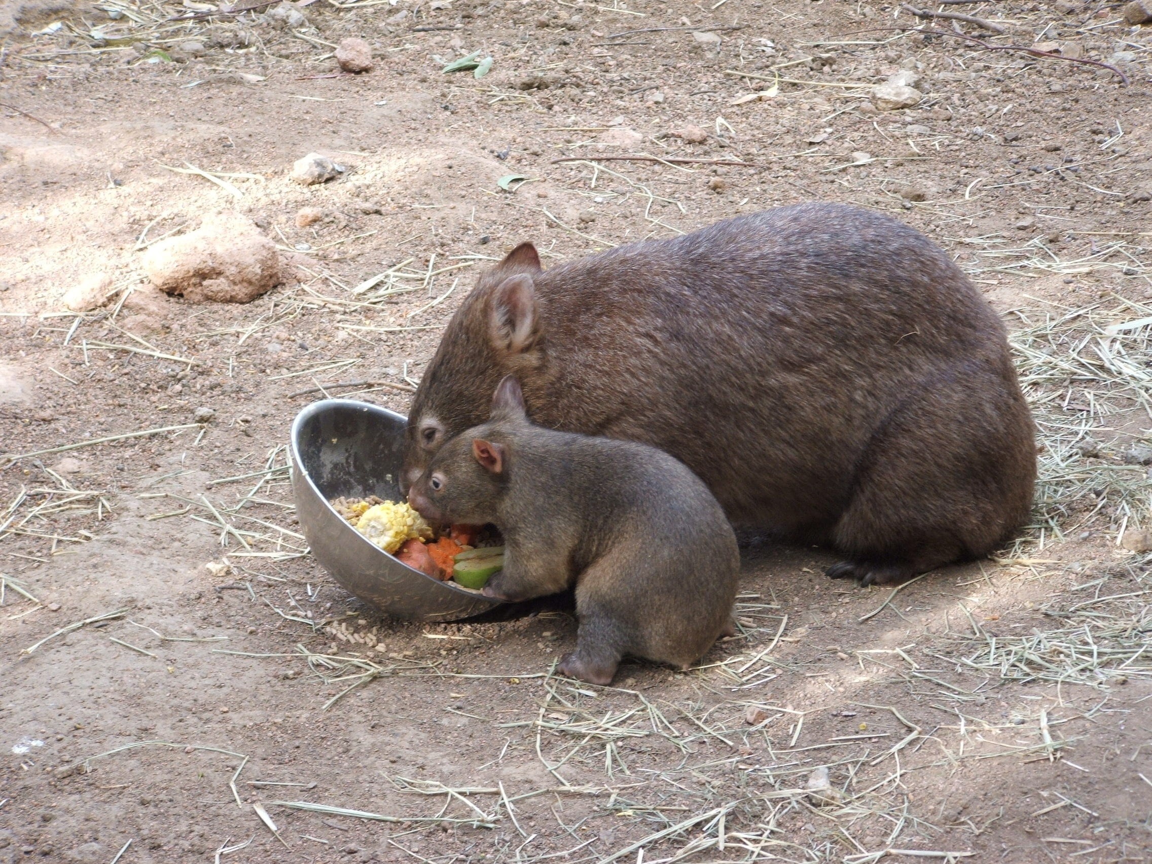 cute, animal family, black, day, outdoors, one animal, food and drink, 1080P, rodent, field, healthy eating, australian, food, high angle view, vertebrate, HD Wallpaper