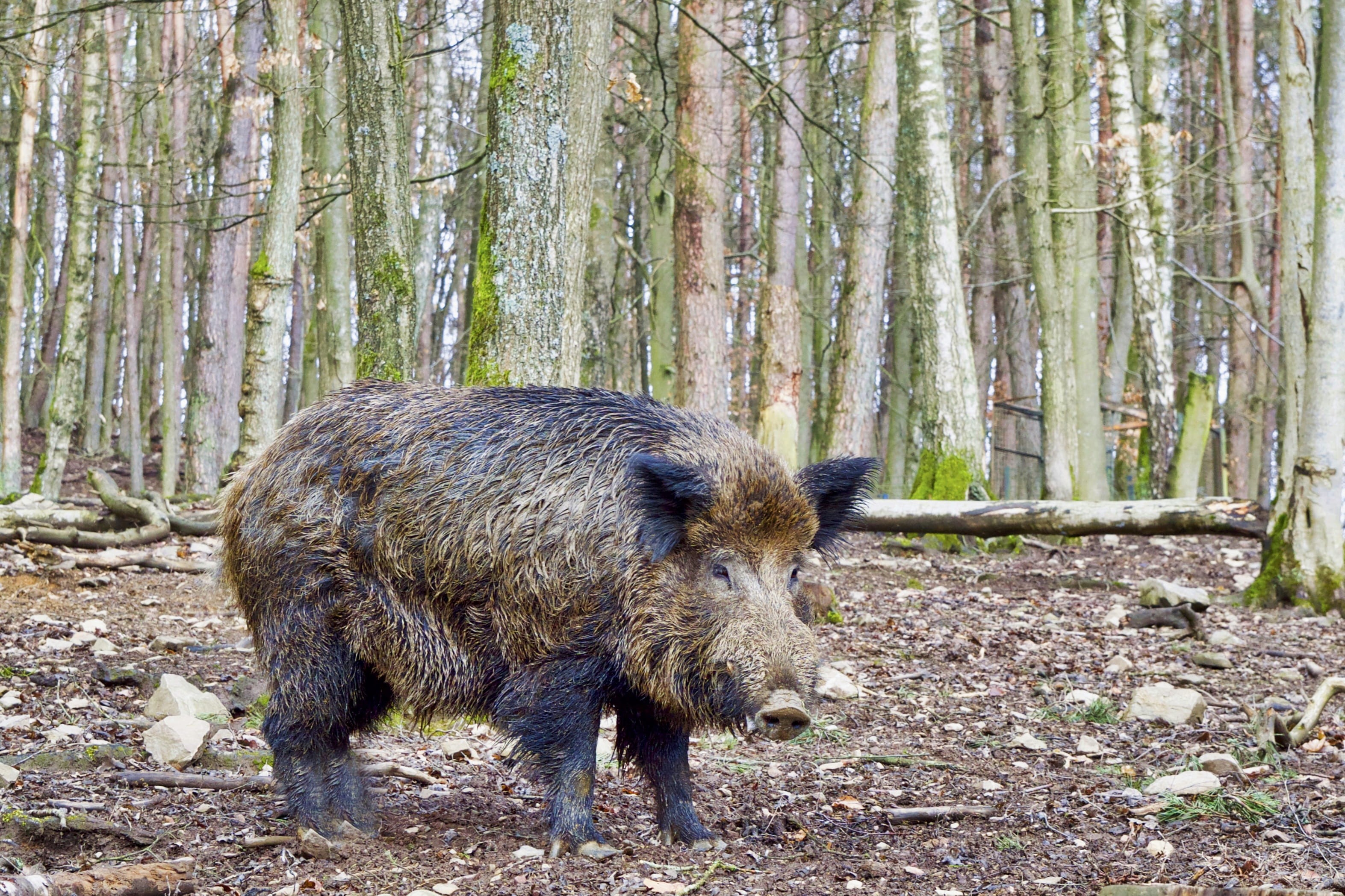 animals in the wild, cycling races, trunk, pig, mammal, day, nature, boar, animal themes, forest, no people, woodland, wild, outdoors, land, 2K, animal wildlife, HD Wallpaper