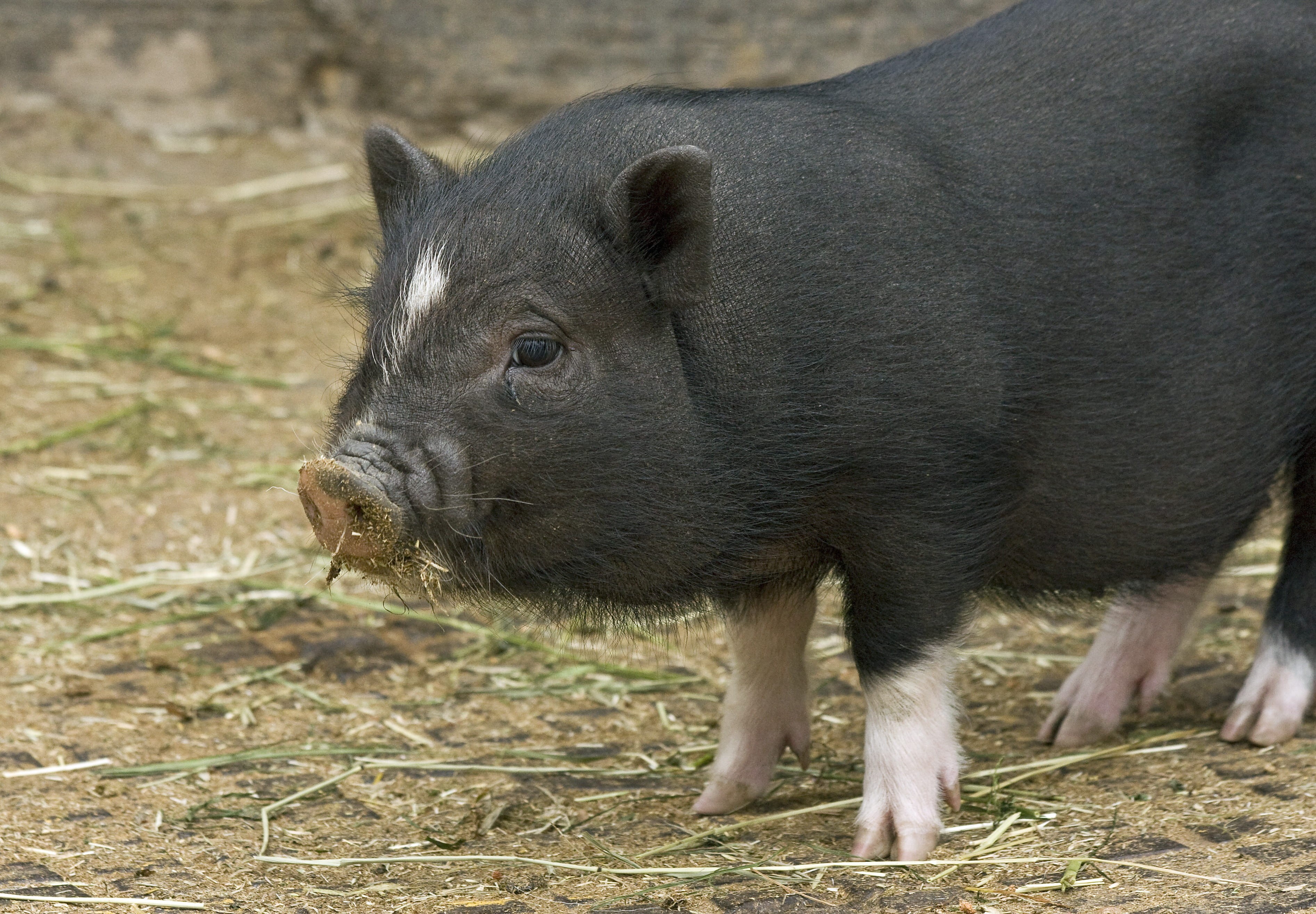 small, black, animal wildlife, land, animal themes, Cute, outdoors, snout, photography, vertebrate, day, mammal, animal head, boar, wildlife, nature, no people, HD Wallpaper