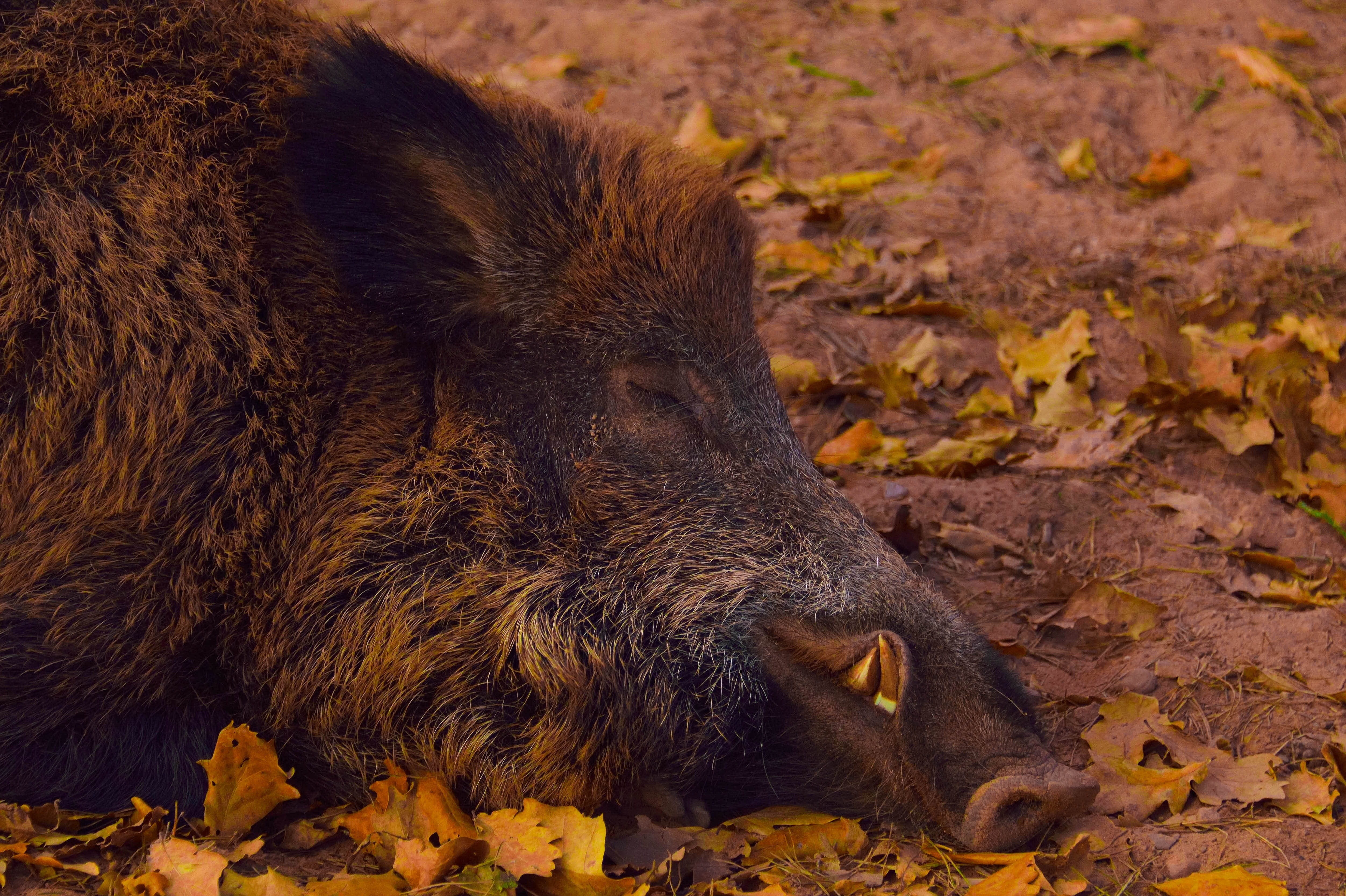 wild boar, bristles, animal themes, nature, animal, brown, leaves, forest, leaf, close-up, animals in the wild, one animal, creature, outdoors, autumn, HD Wallpaper