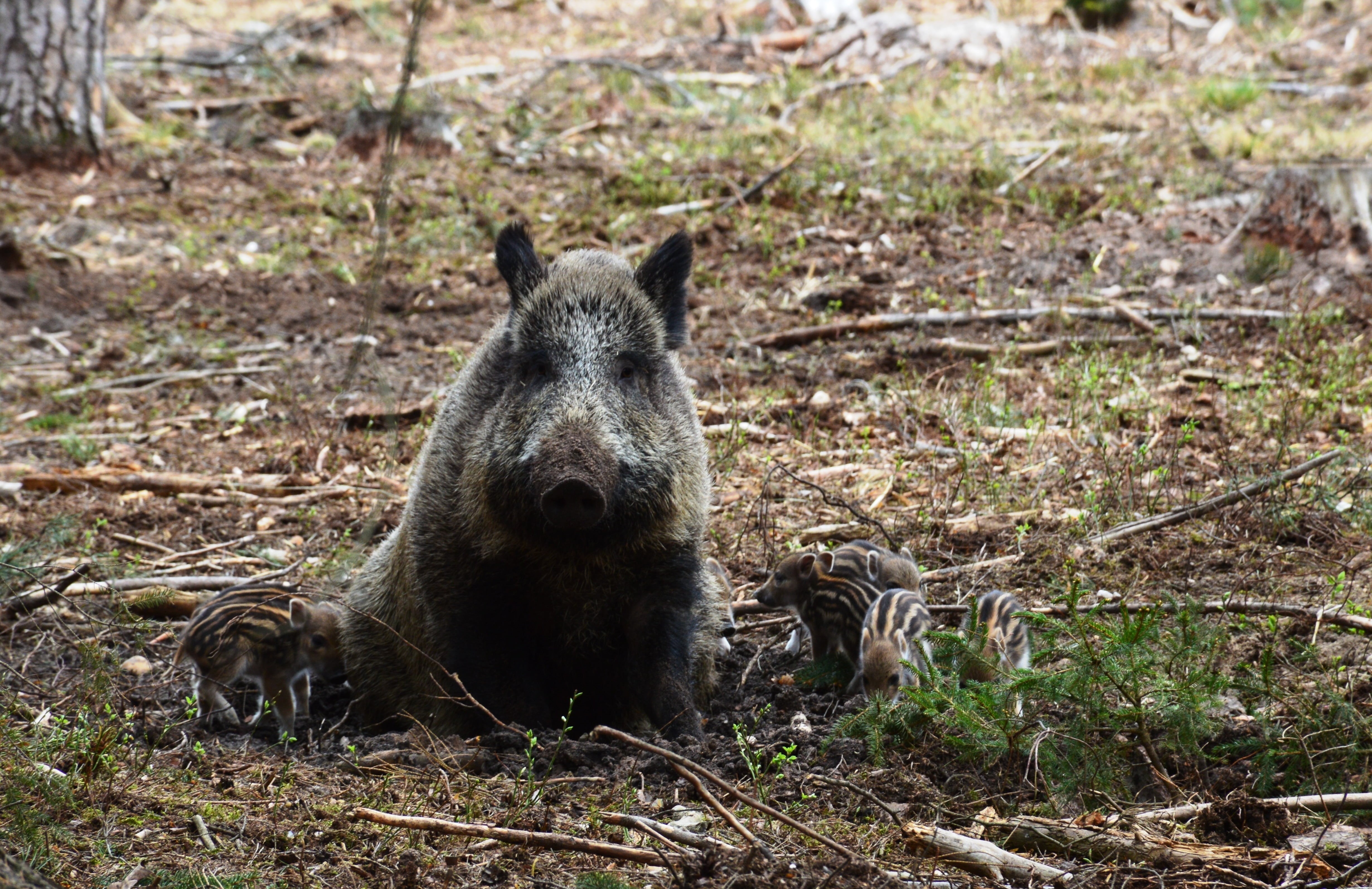 small, wildlife, day, 4K, forest, field, animal wildlife, animal, relaxation, wood, land, grass, no people, cute, carnivore, wild Boar, one Animal, bear, HD Wallpaper