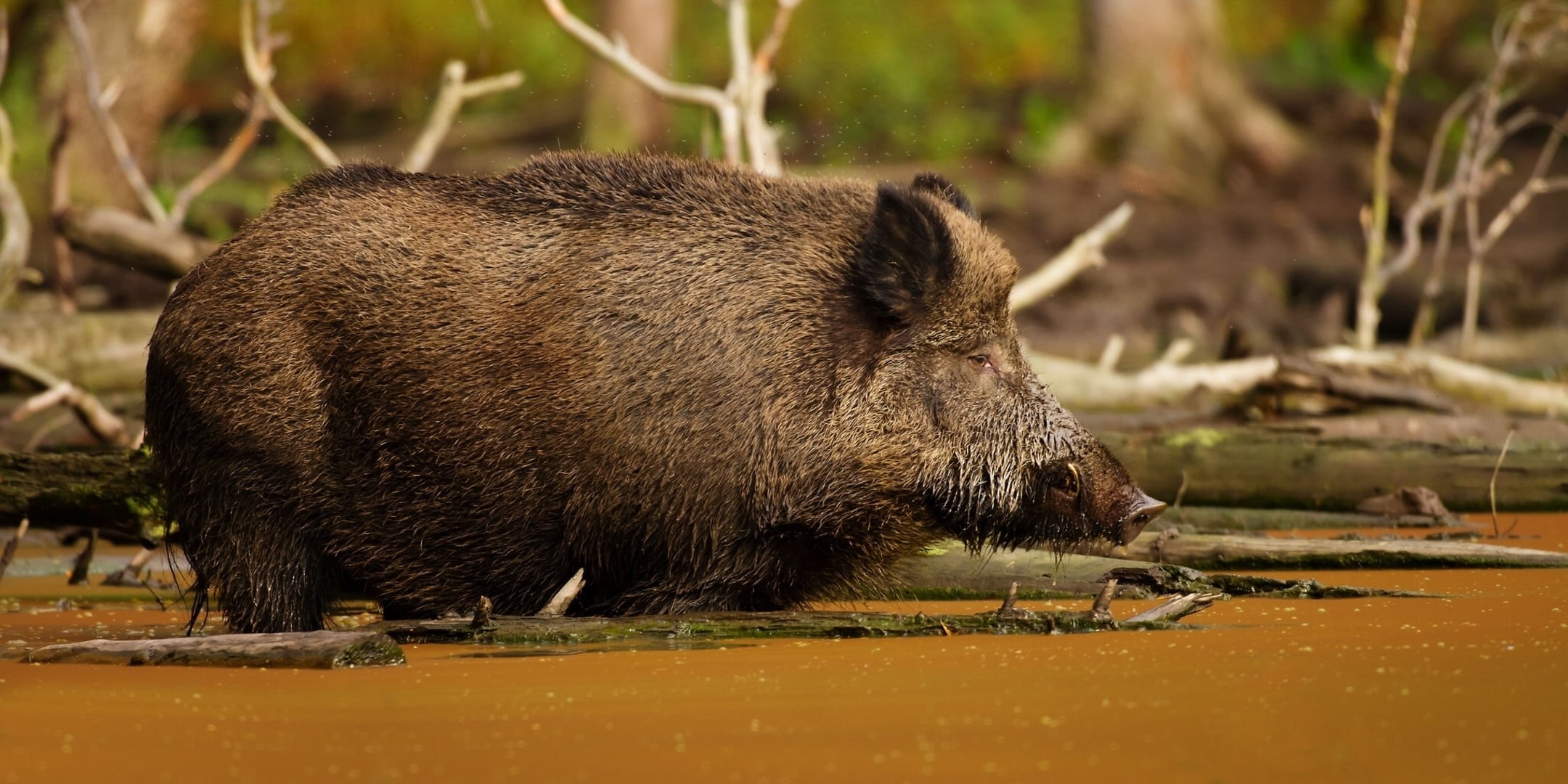 nature, animal, day, 1080P, tree, snout, land, wildlife, no people, omnivorous, swamp, brown, profile view, mammal, adult, large, warthog, animal wildlife, HD Wallpaper