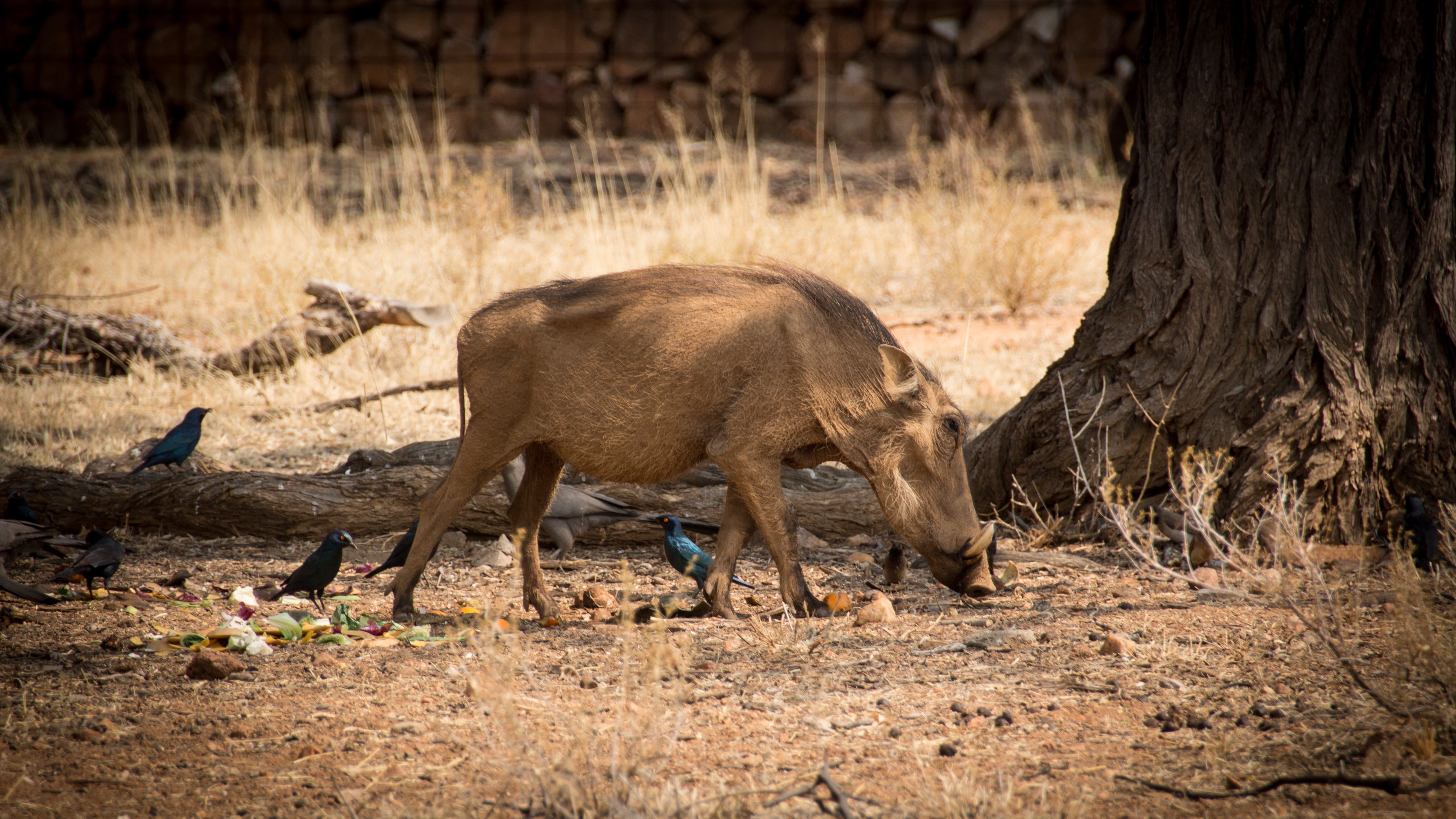 tourism, animal, day, pig, no people, vertebrate, mammal, wild, eating, landscape, plant, safari, 5K, animal themes, africa, animals in the wild, game, HD Wallpaper