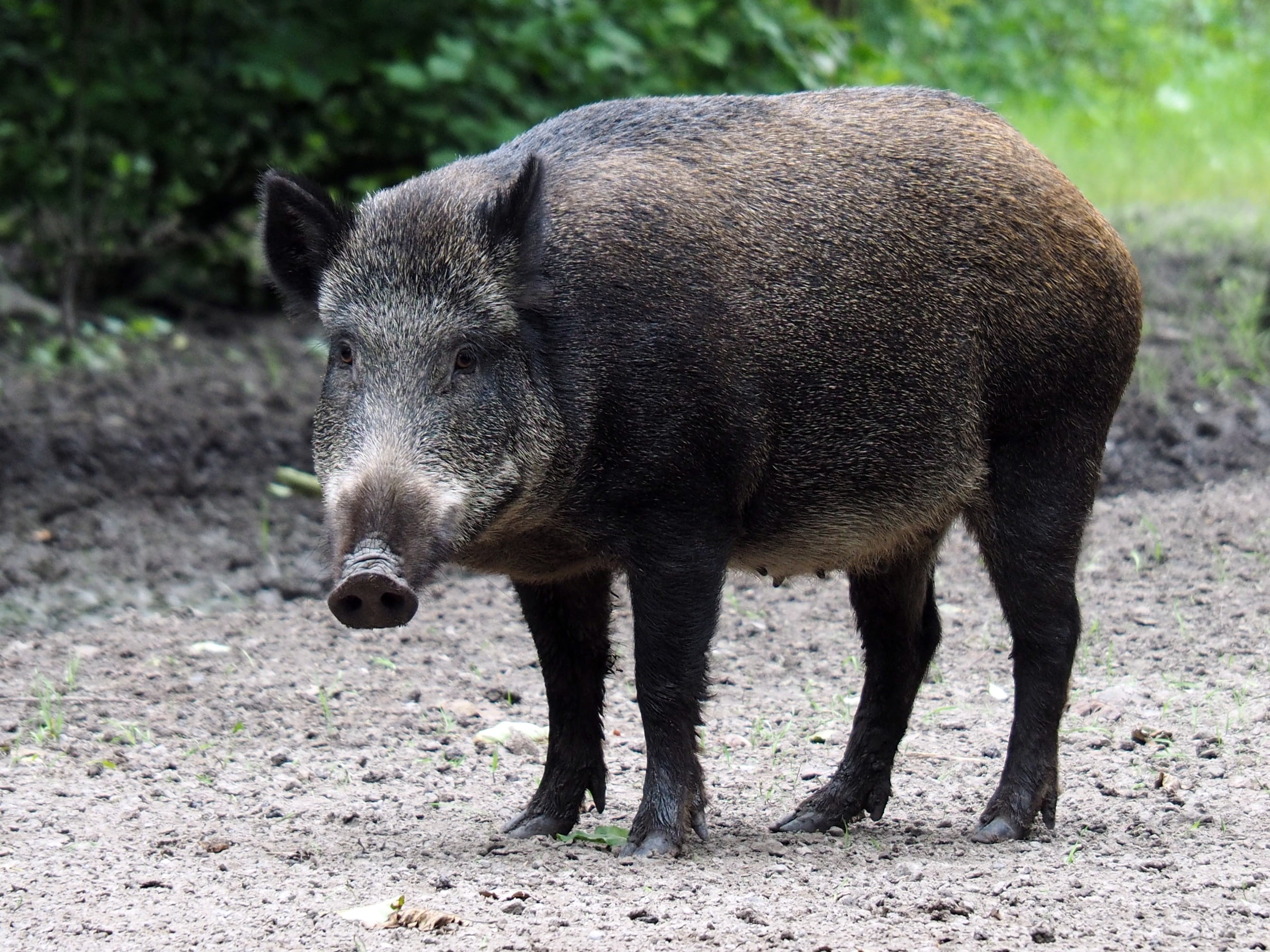 domestic animals, full length, animal, 2K, standing, animal wildlife, photo, one animal, pig, outdoors, wild pig, nature, no people, focus, shallow, animal themes, HD Wallpaper