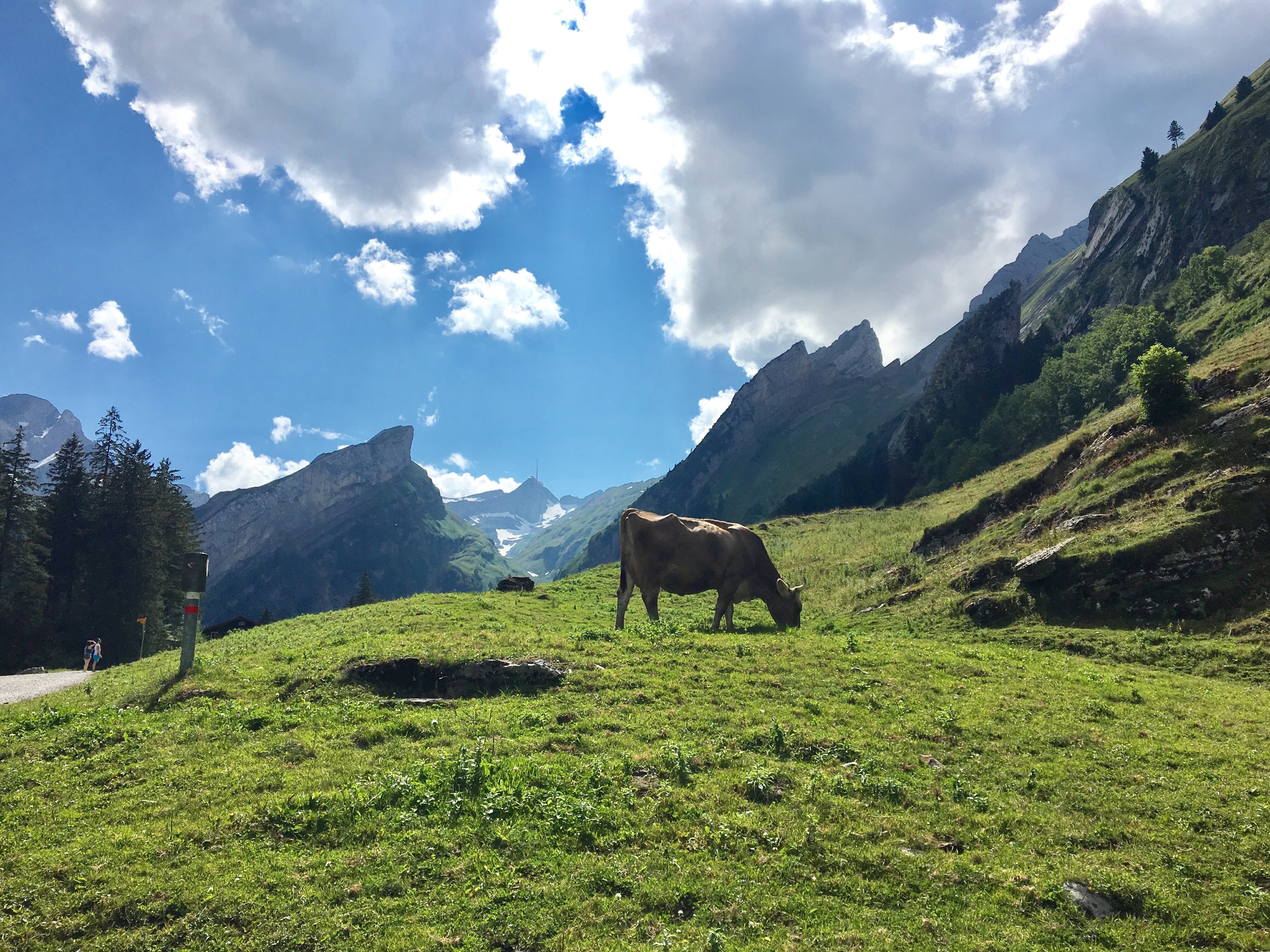 land, säntis, herbivorous, cloud - sky, switzerland, child, heidi, plant, restaurant, outdoors, europe, ebenalp, man, cow, eat, scenics - nature, no people, HD Wallpaper