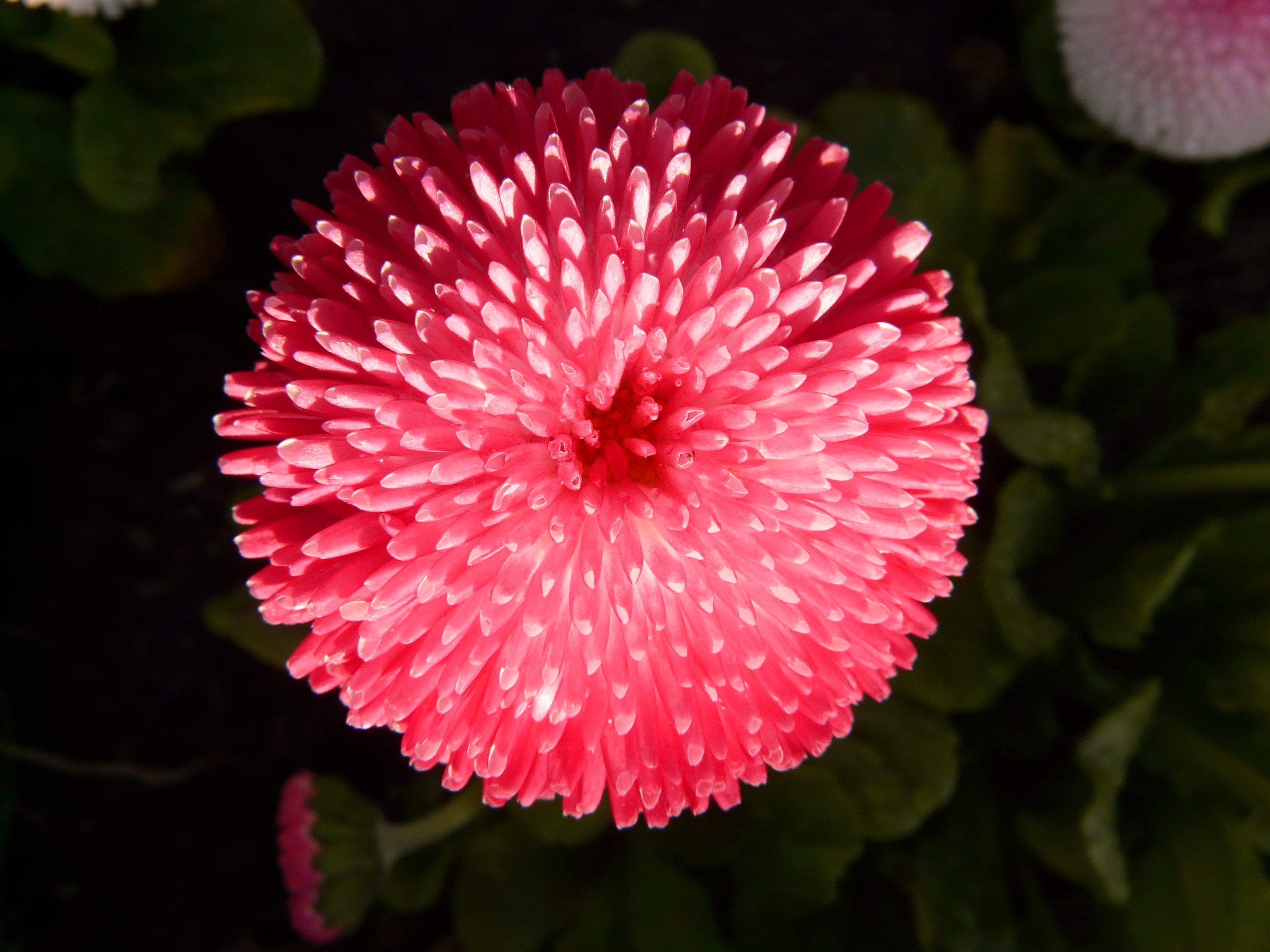 summer, nature, pink Color, close-up, daisy, no people, photography, petal, cultivar, flower Head, plant, colorful, blossom, vulnerability, 2K, close, HD Wallpaper