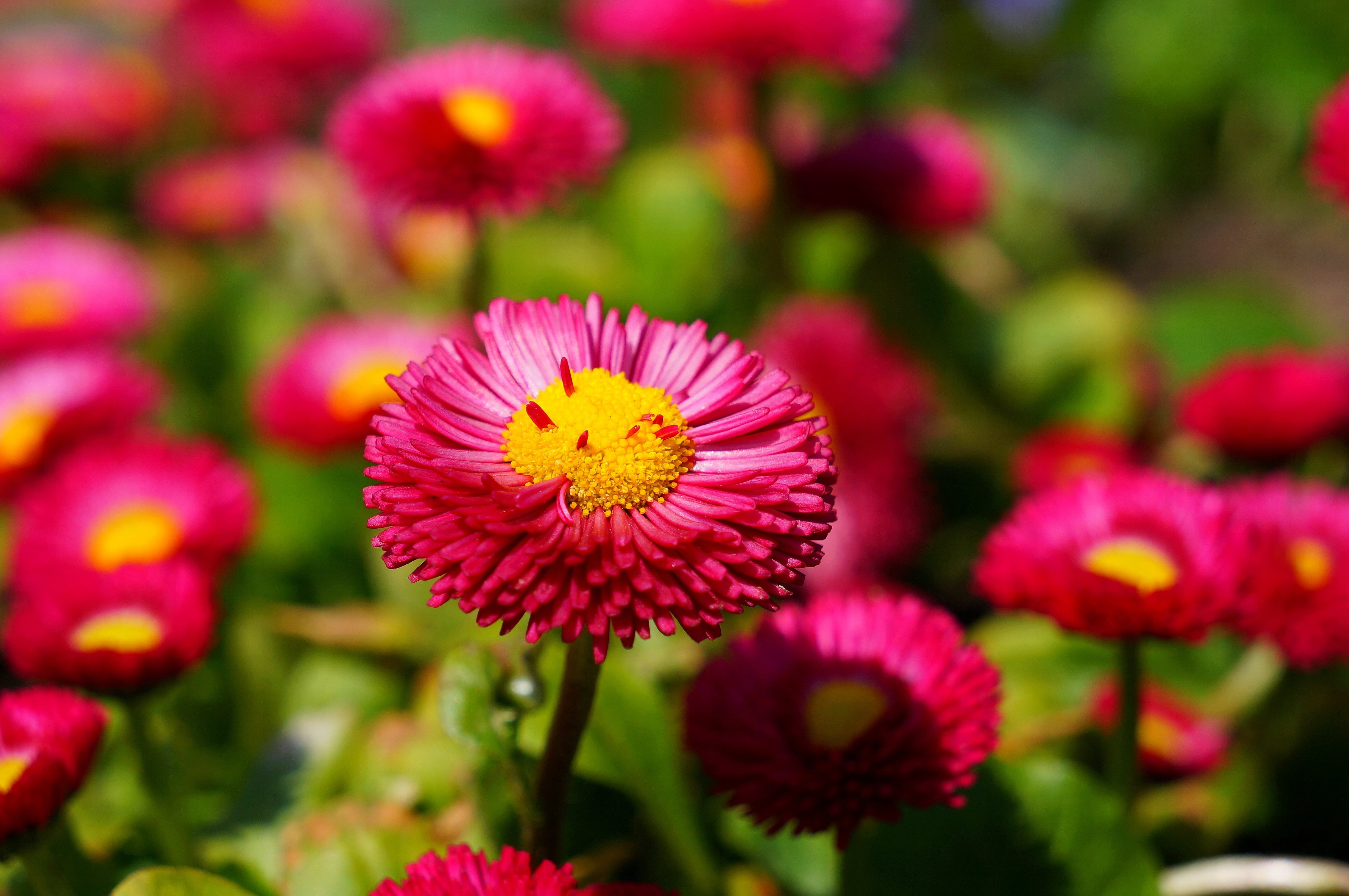 beauty in nature, flowering plant, no people, plant, bokeh, pollen, flower, inflorescence, close, close-up, fragility, spring, outdoors, day, blossom, 4K, HD Wallpaper