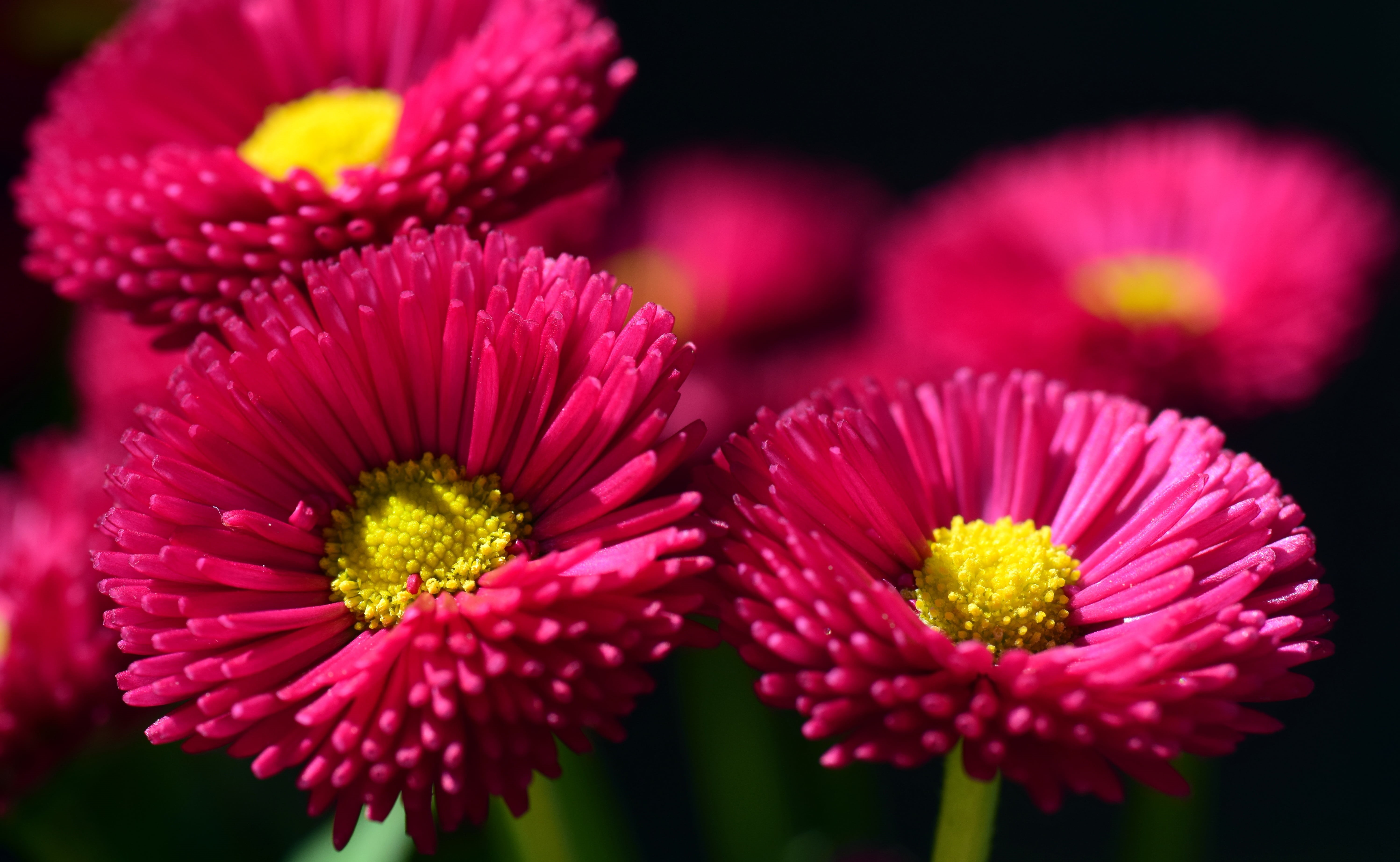yellow, bright, flowers, flower arrangement, cultivar, red flower, red, flower, spring, nature, vulnerability, focus on foreground, no people, fragility, HD Wallpaper