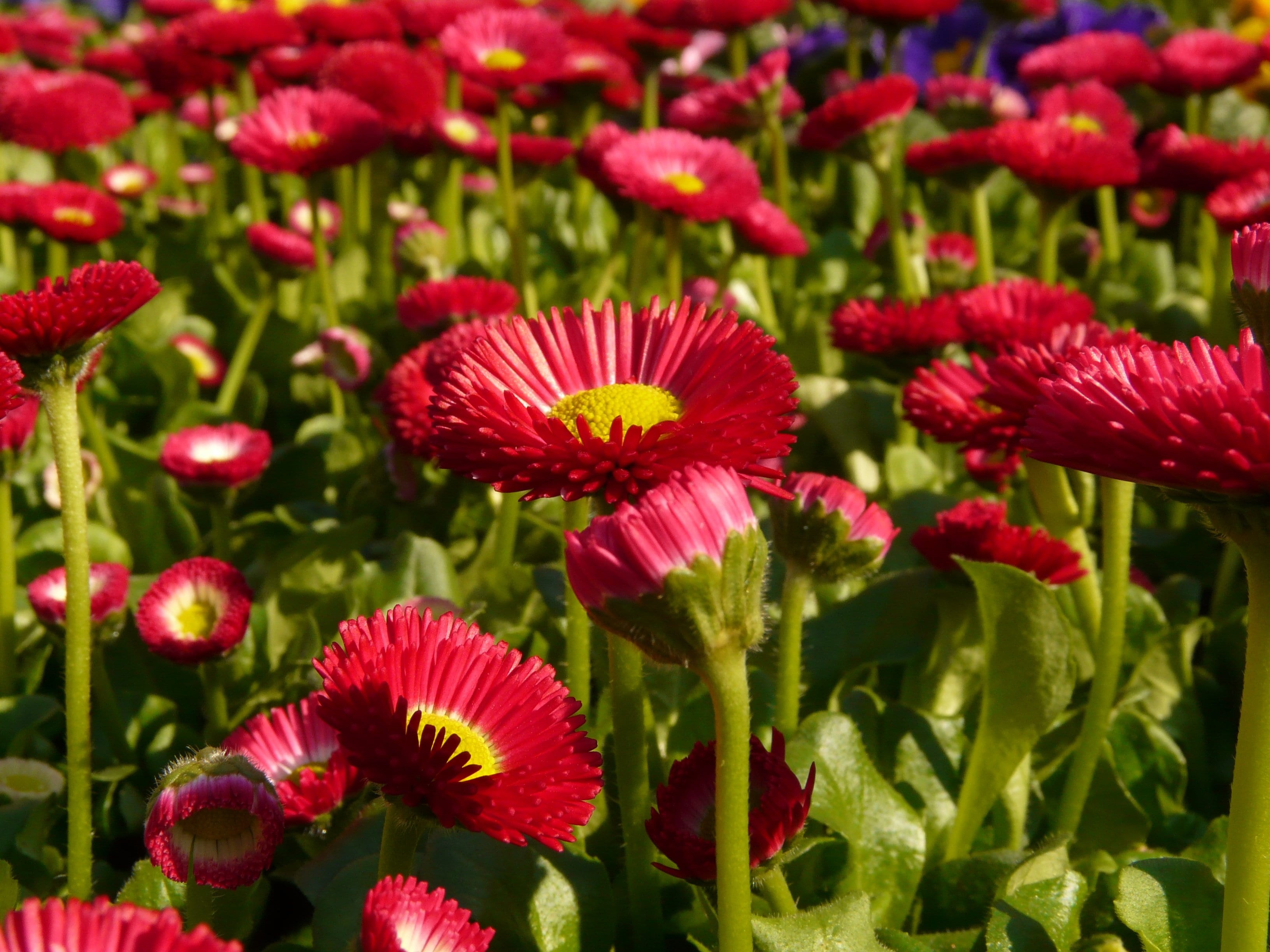 freshness, inflorescence, field, color, close, land, vulnerability, day, flower, bloom, rob roy, close-up, daisy, petal, colorful, pollen, 2K, red, cultivar, HD Wallpaper